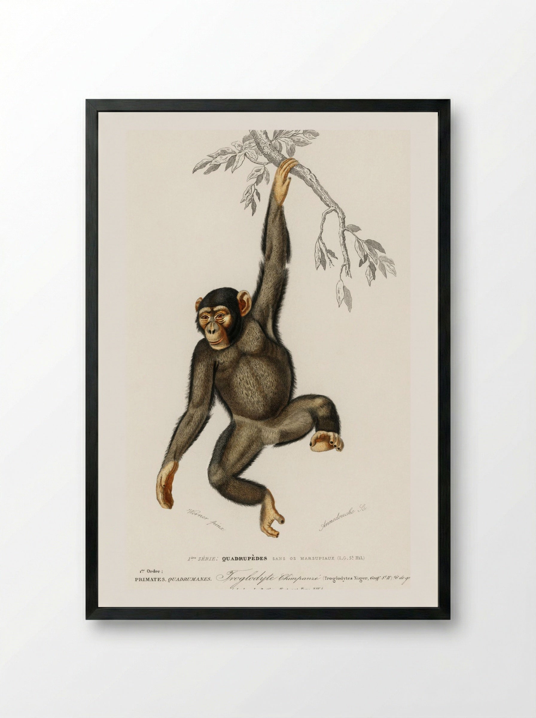 Chimpanzee (Troglodyte Chimpanze) - Charles Dessalines D'Orbigny - Framed Print Black