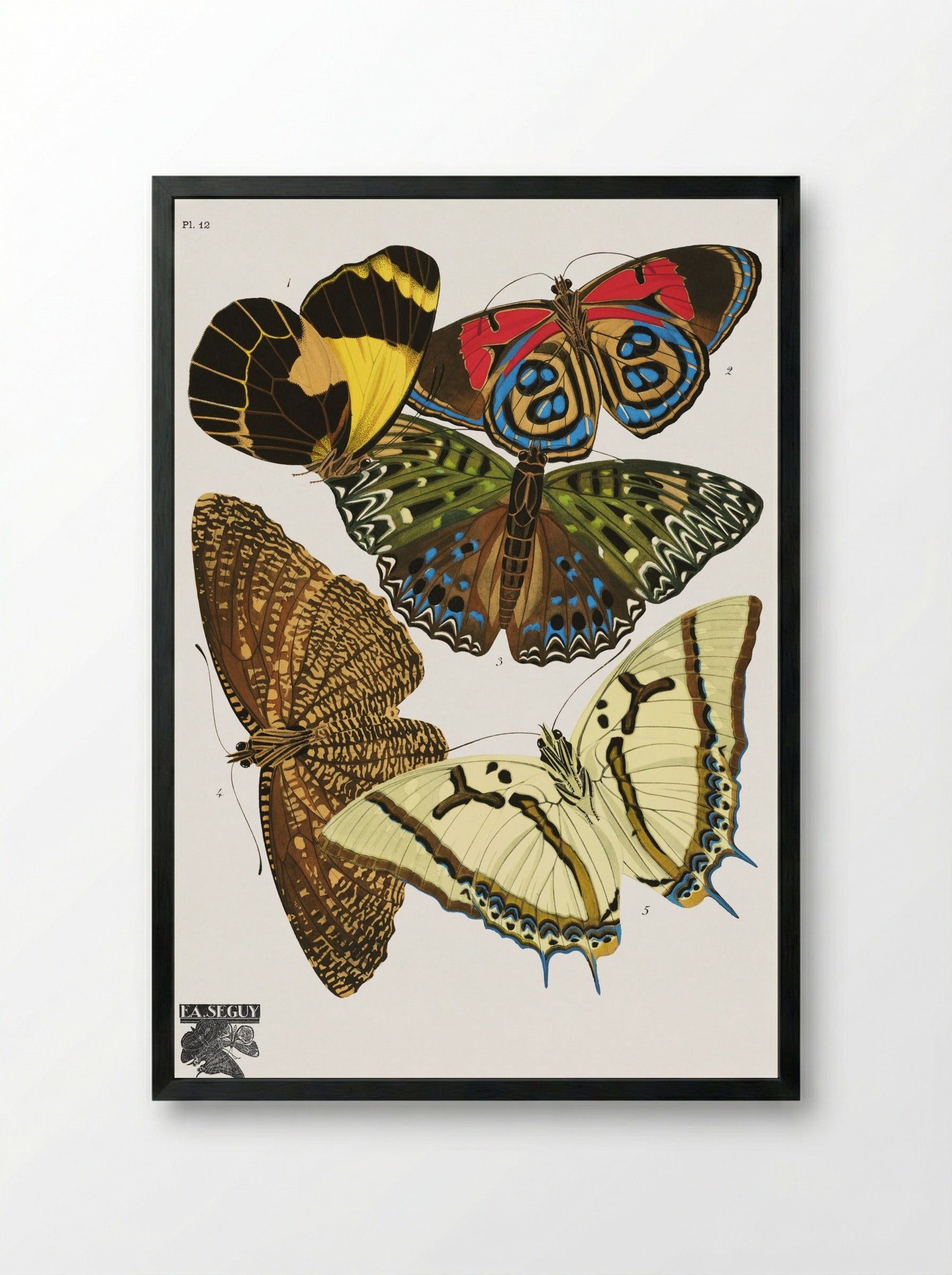 Séguy's Vintage Butterflies, Plate 12 - Émile Allain Séguy - Framed Print Black