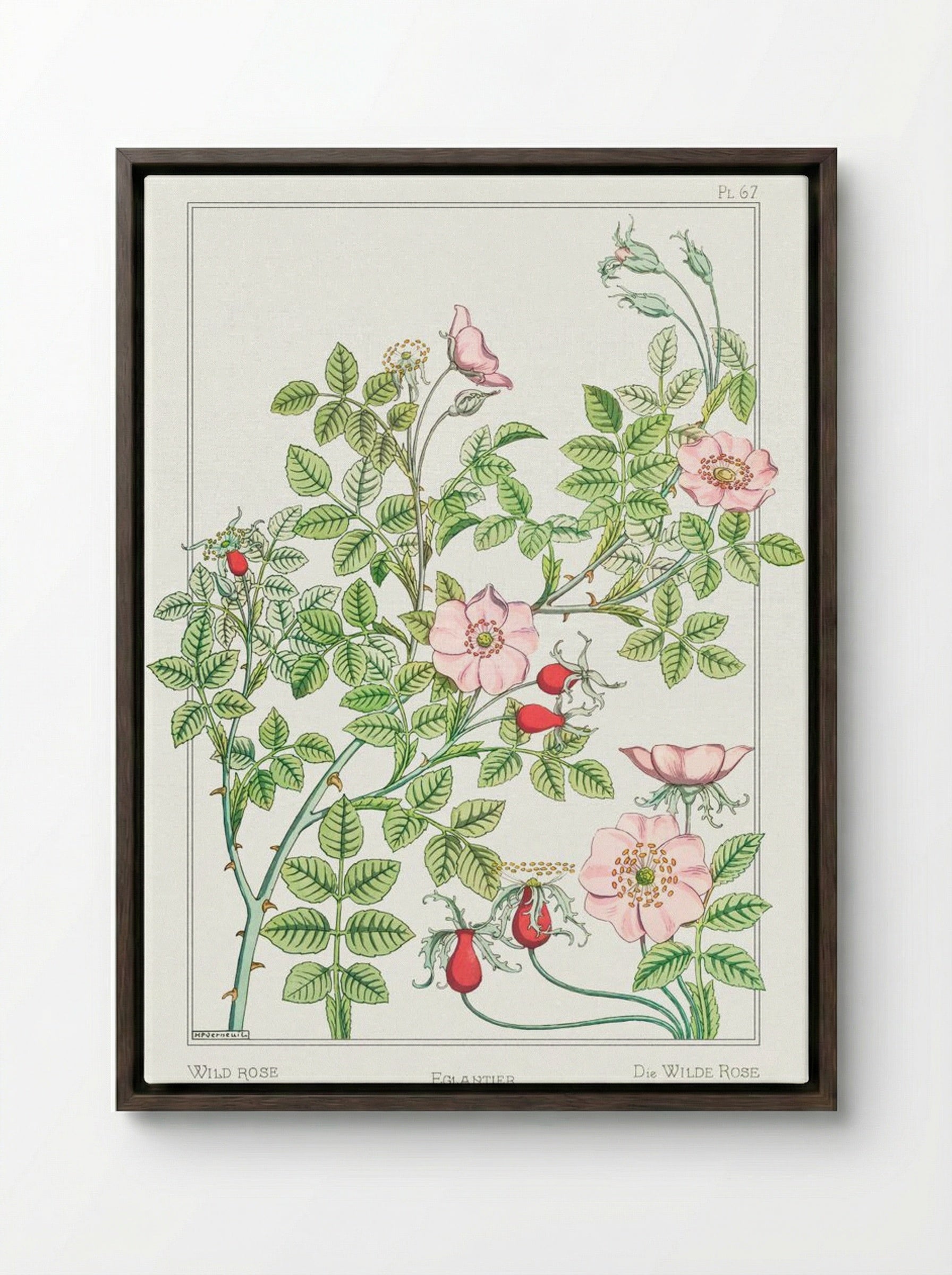 Eglantier (Wild Rose) from La Plante et ses Applications ornementales - Maurice Pillard Verneuil - Framed Canvas Dark Wood