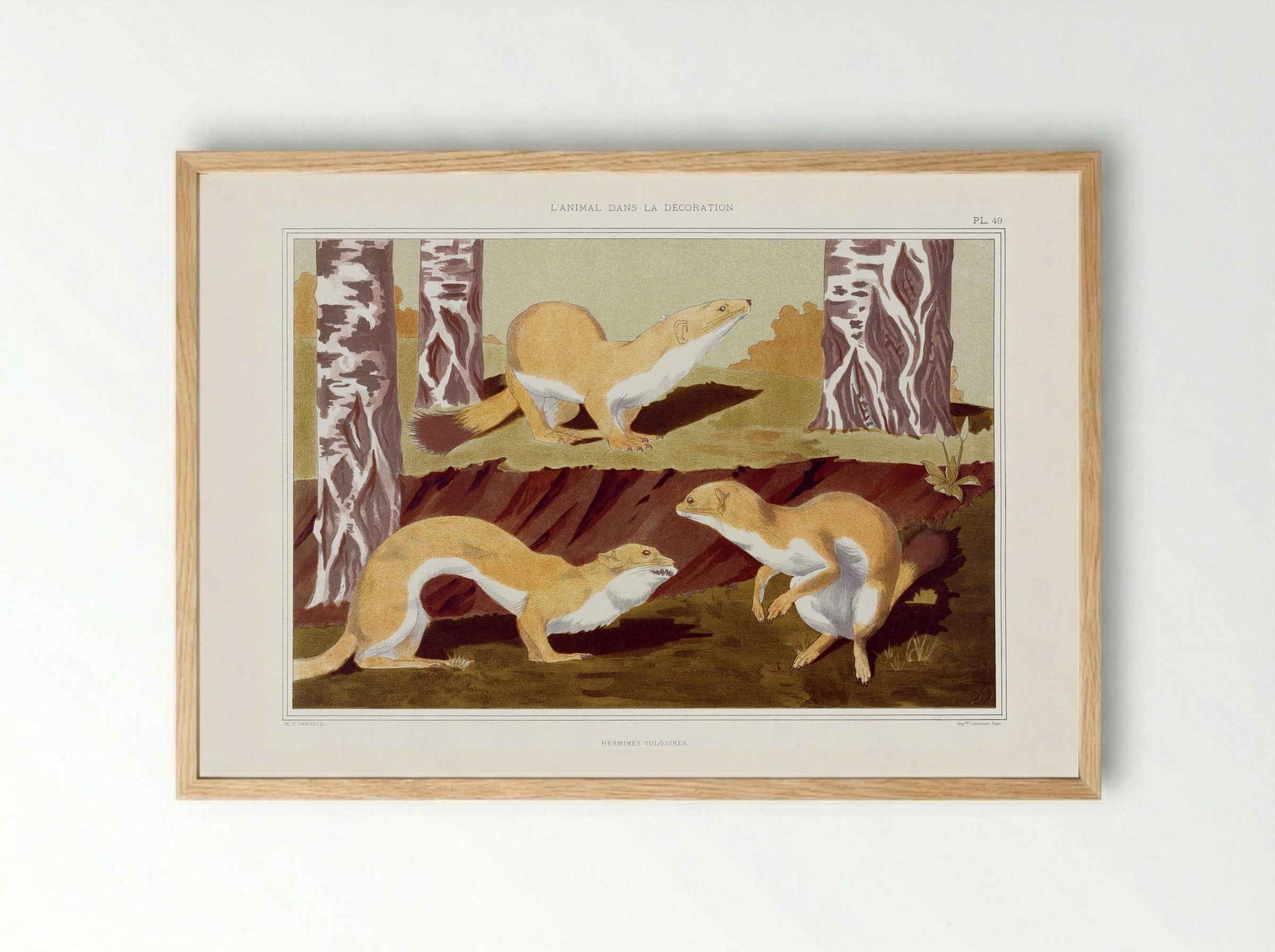 Hermines Vulgaires (Weasels) from L'animal dans la décoration - Maurice Pillard Verneuil - Framed Print Wood