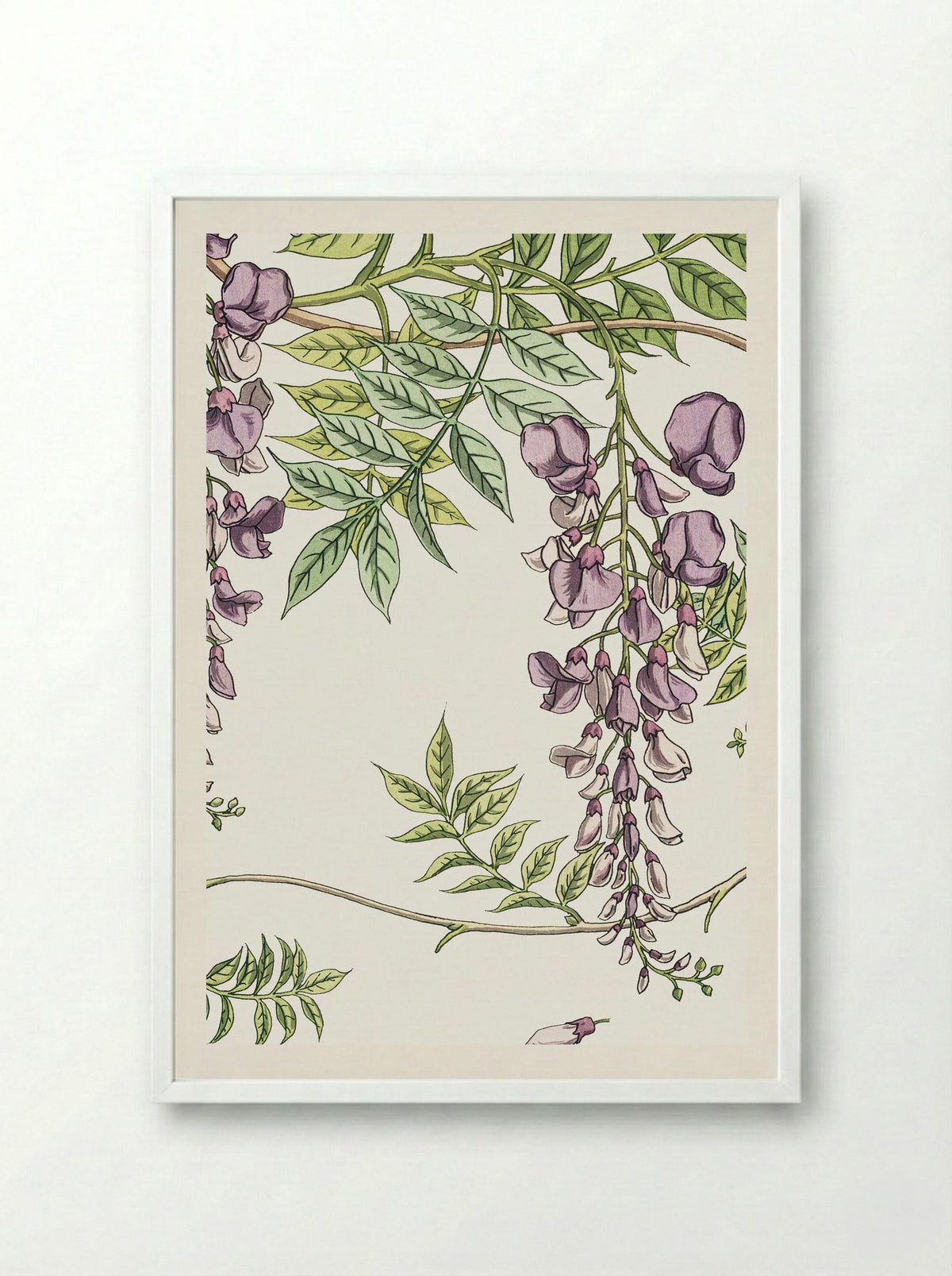 Glycine, Wisteria - Maurice Pillard Verneuil - Framed Print White