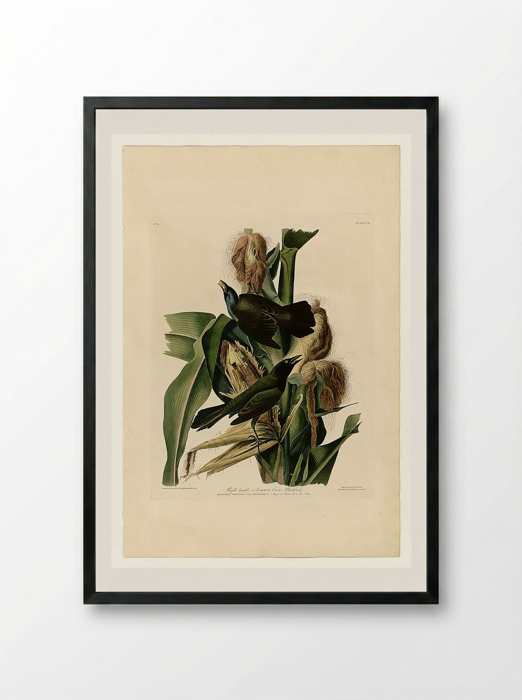 Purple Grackle or Common Crow Blackbird - John James Audubon - Framed Print Black