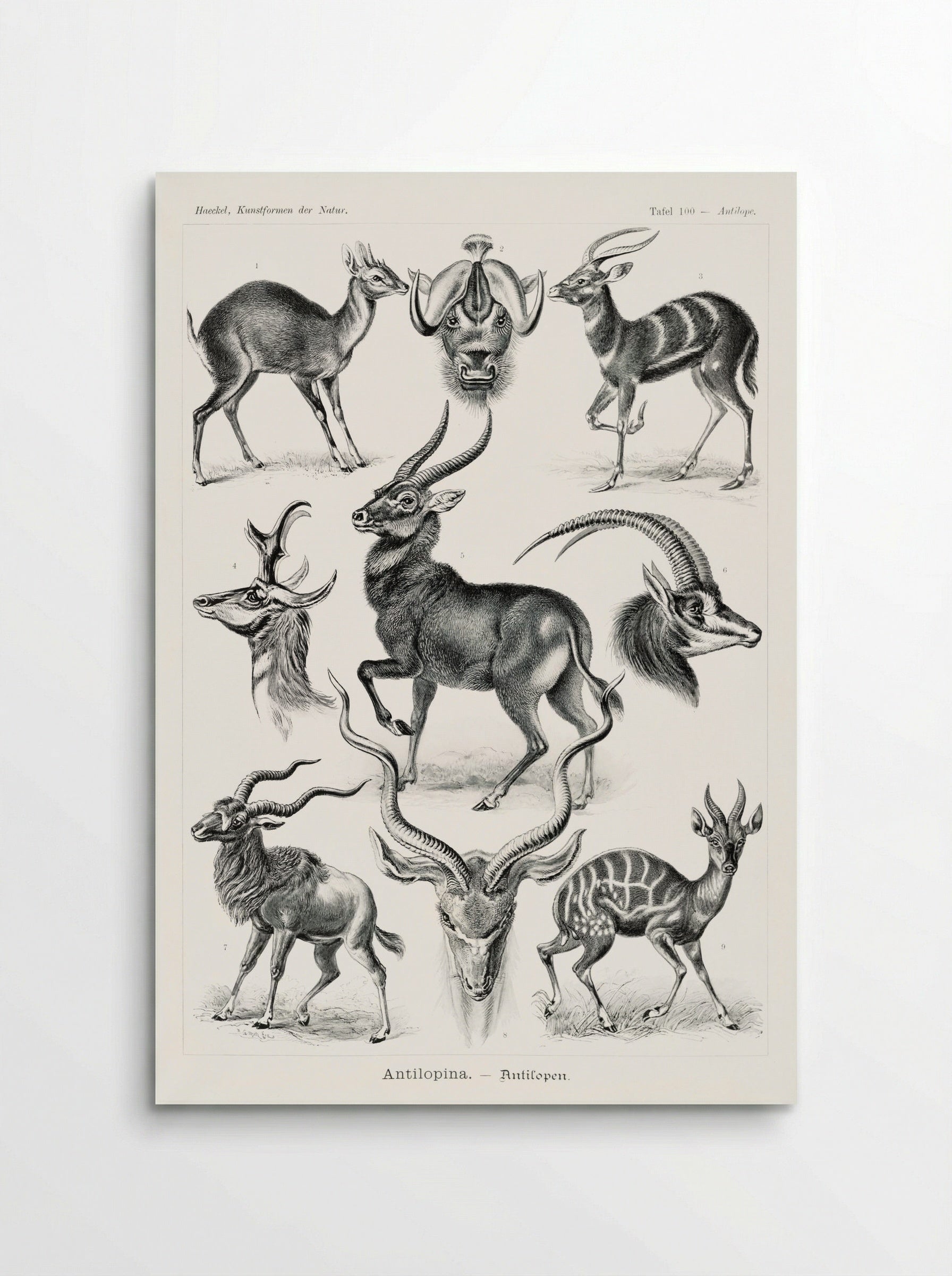Antilopina-Antilopen (1904) - Ernst Haeckel - Poster