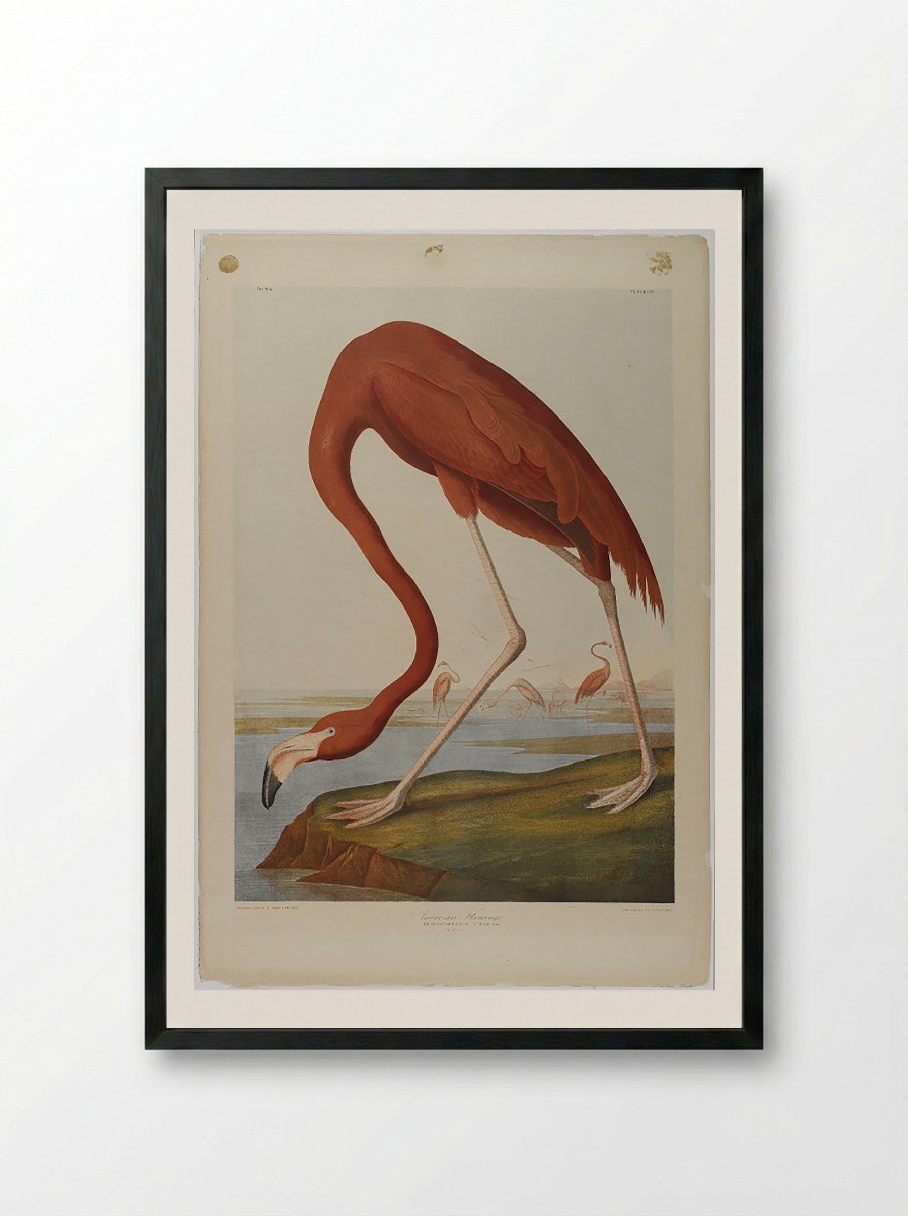 American Flamingo - John James Audubon - Framed Print Black