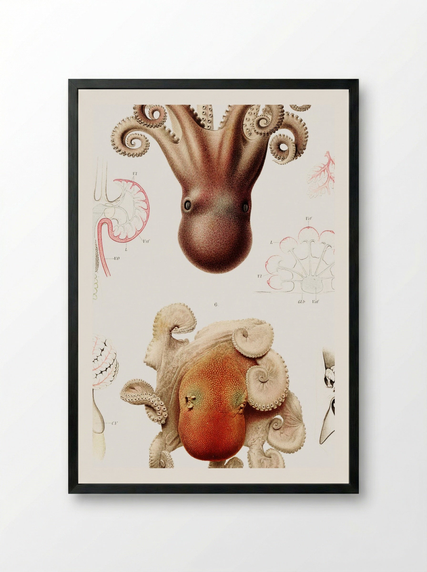 Octopus Illustration - Albert I of Monaco - Framed Print Black