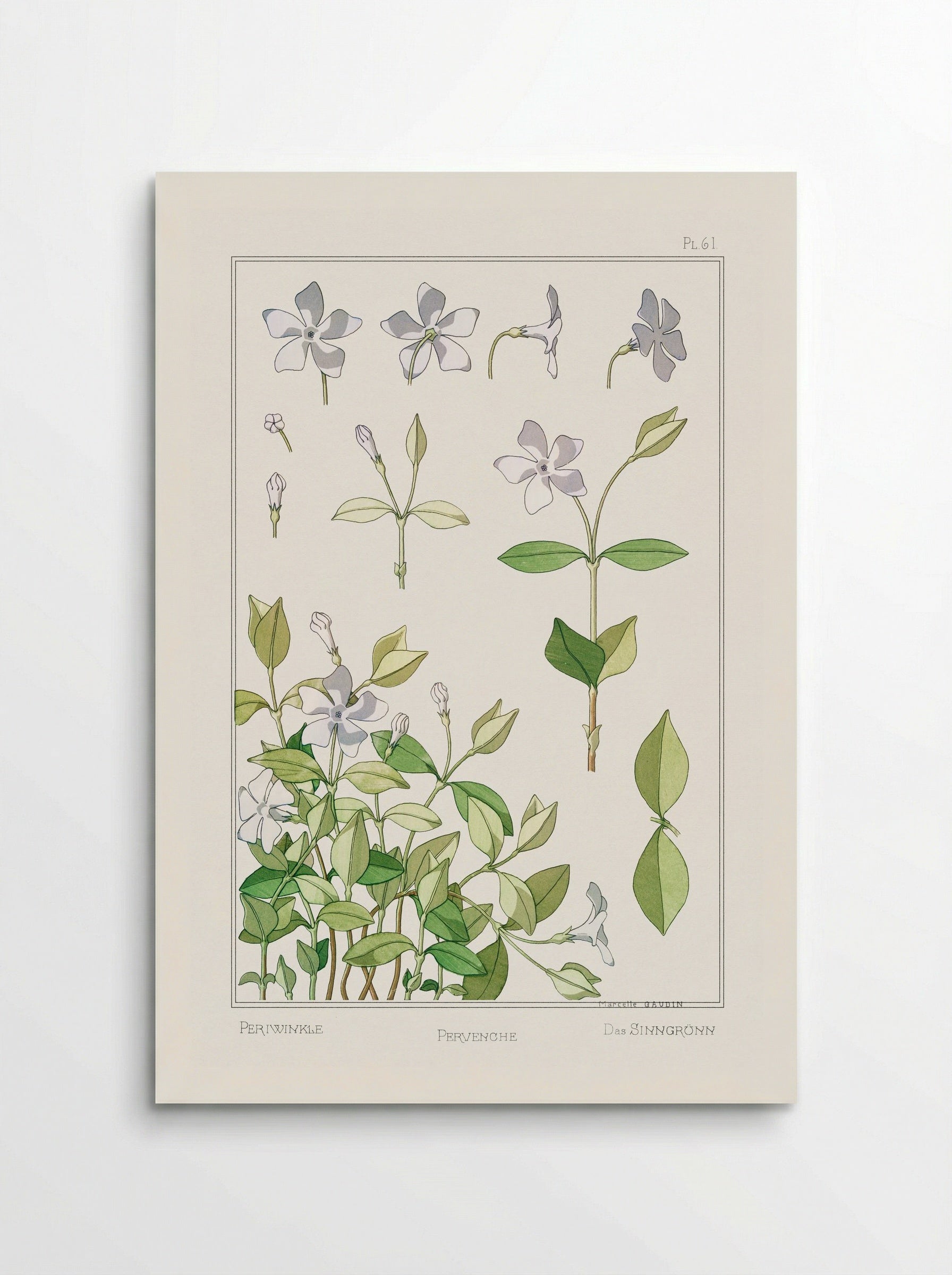 Pervenche (Periwinkle) - Maurice Pillard Verneuil - Poster
