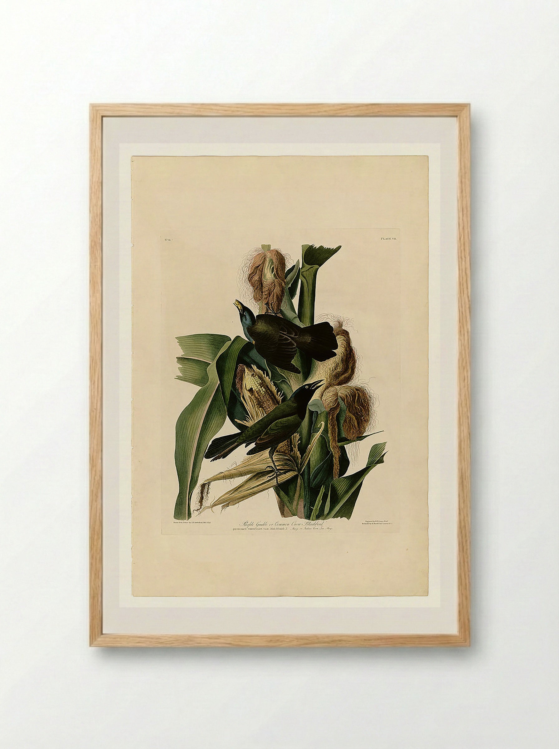 Plate 7. Purple Grakle or Common Crow Blackbird - John James Audubon - Framed Print Wood