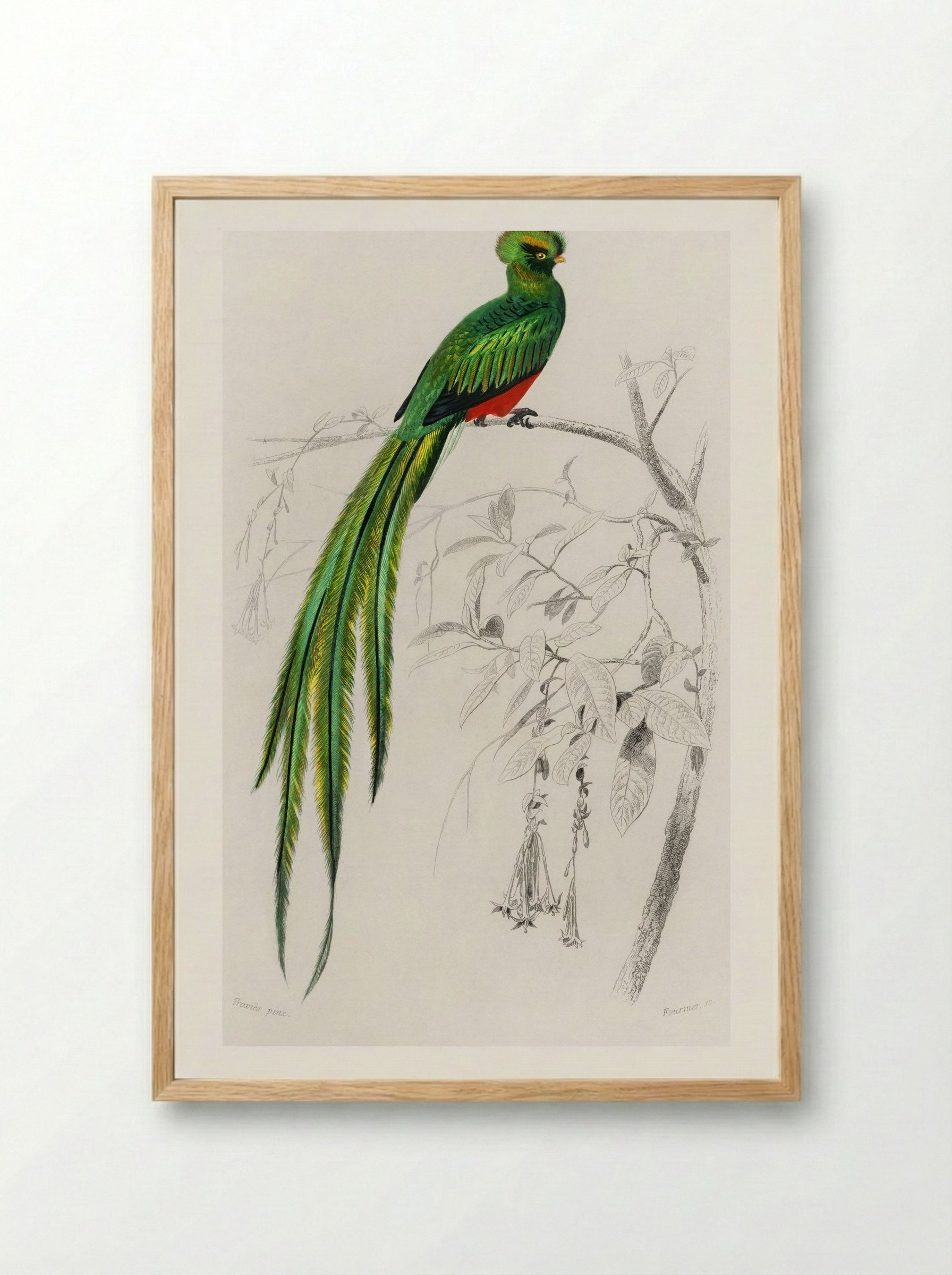 Pavonine Quetzal - Charles Dessalines D'Orbigny - Framed Print Wood