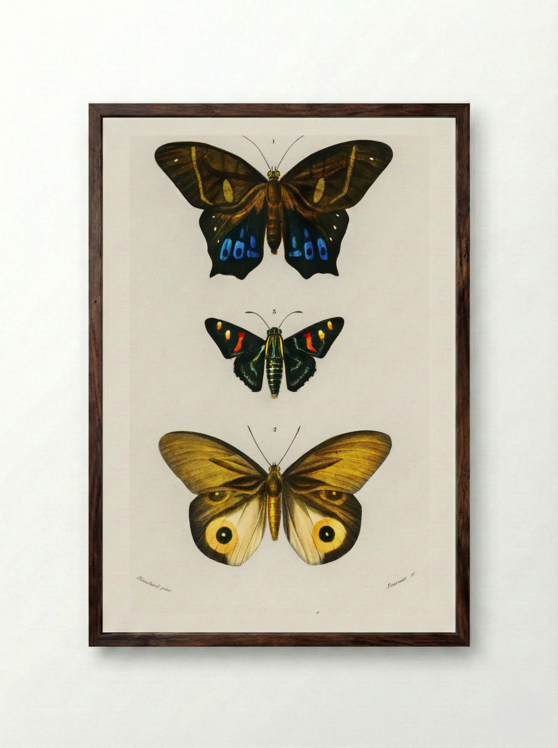 Different Types of Butterfly - Charles Dessalines D'Orbigny - Framed Print Dark Wood