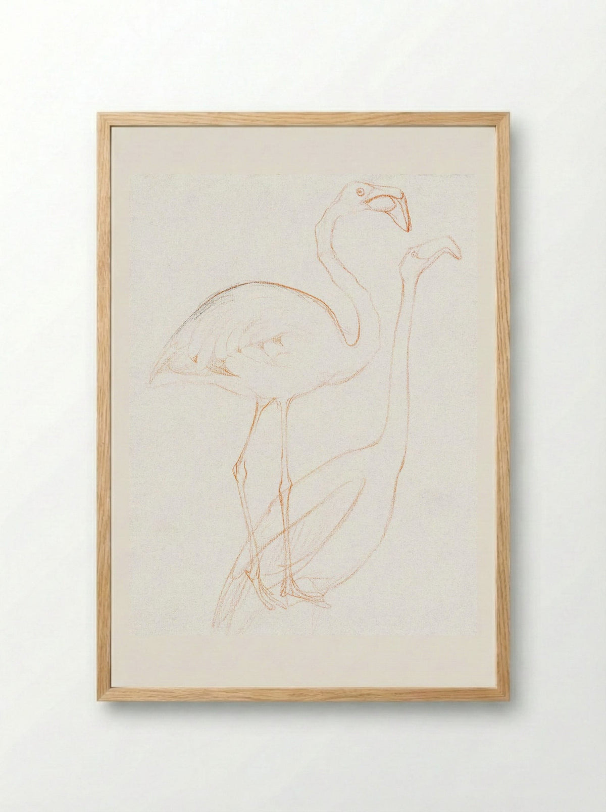 Two Studies of a Flamingo - Theo van Hoytema - Framed Print Wood