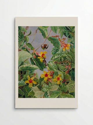 A Brazilian Climbing Shrub and Humming Birds - Marianne North