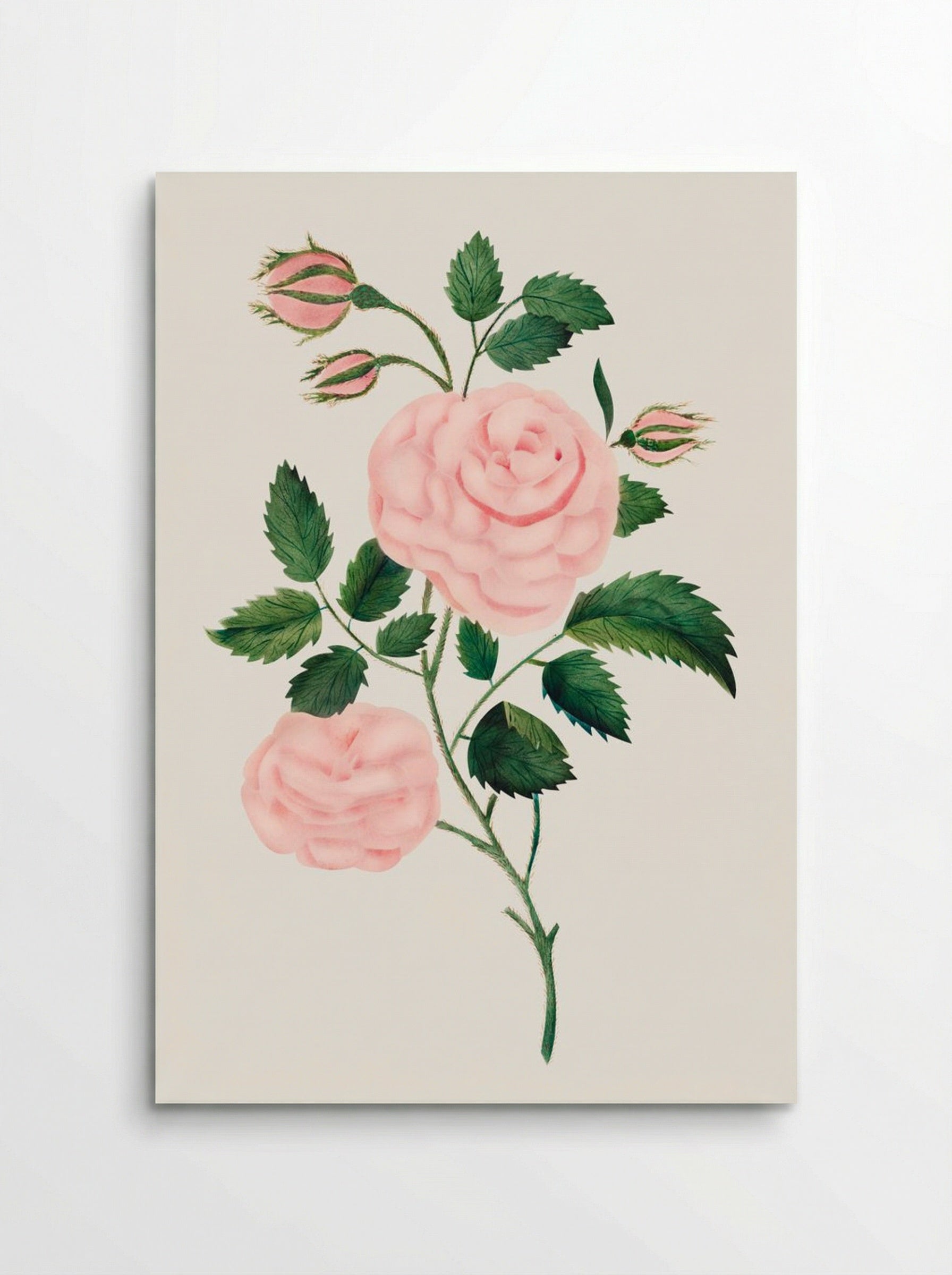 Damask Rose - Mary Altha Nims - Poster