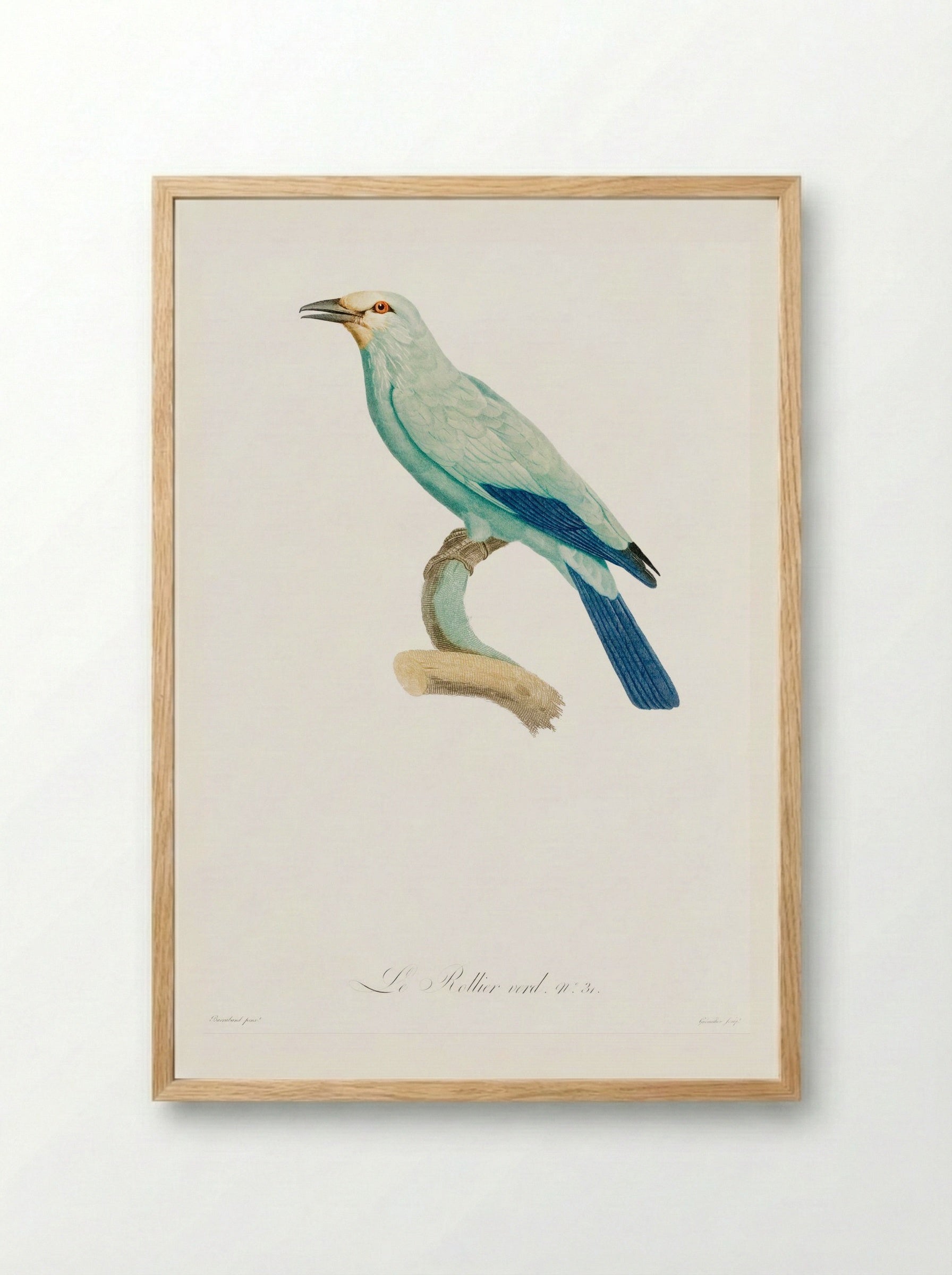 Green Roller - Jacques Barraband - Framed Print Wood