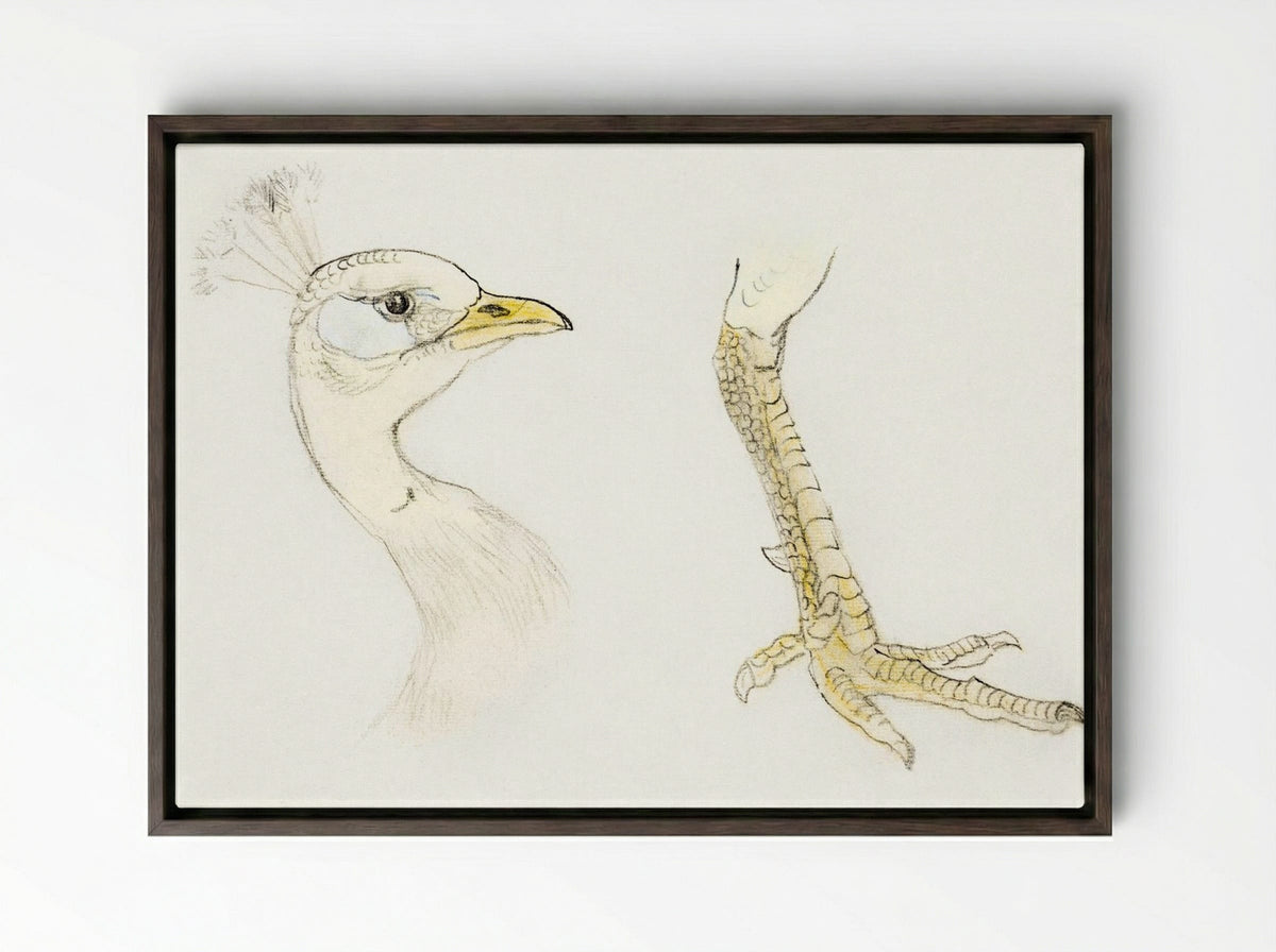 Head and Foot of a Peacock - Theo van Hoytema - Framed Canvas Dark Wood