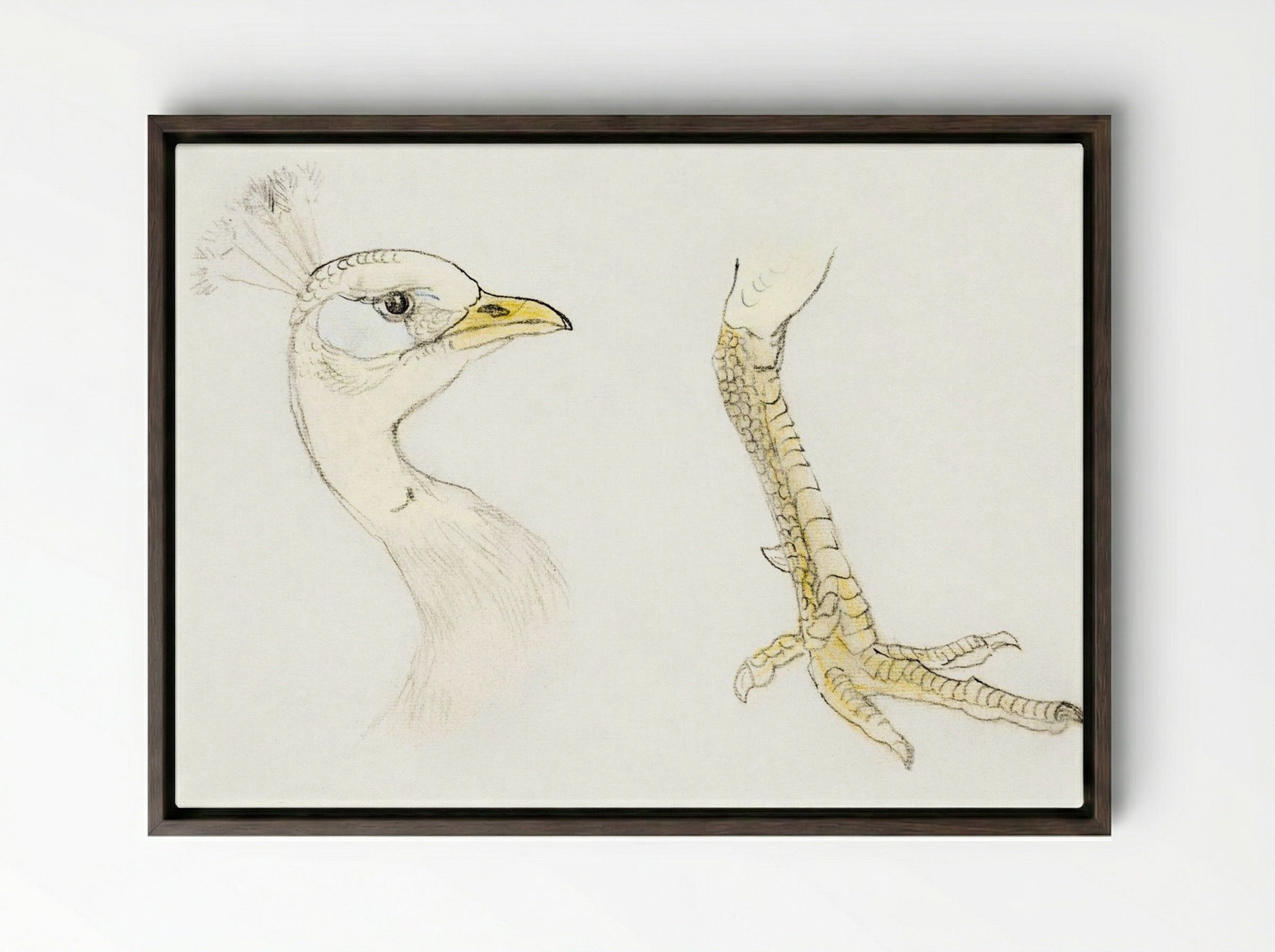 Head and Foot of a Peacock - Theo van Hoytema - Framed Canvas Dark Wood