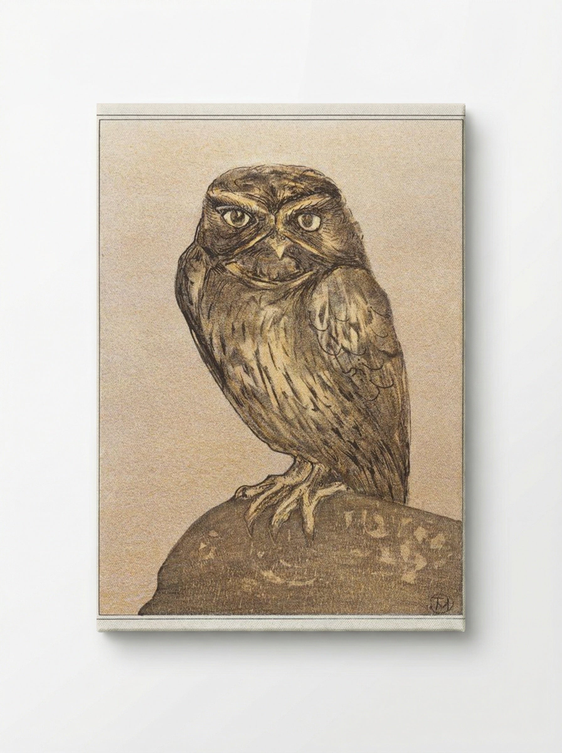 Little Owl on a Rock - Theo van Hoytema - Canvas