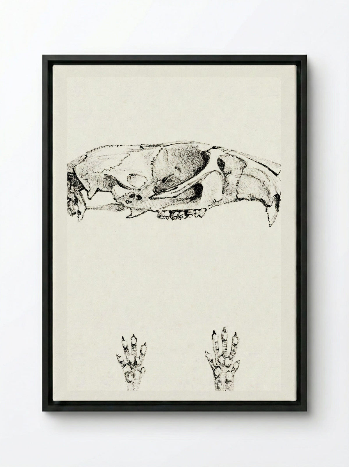 Knaagdierschedels (Rodent Skulls) - Theo van Hoytema - Framed Canvas Black