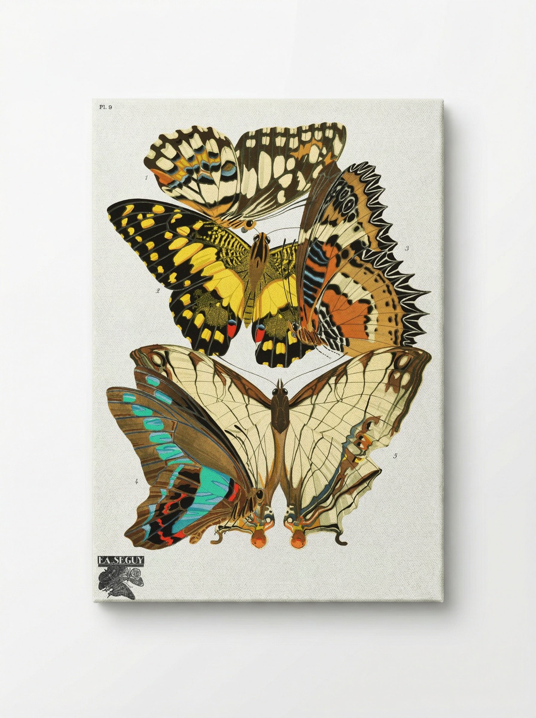Séguy's Vintage Butterflies - Émile-Allain Séguy - Canvas