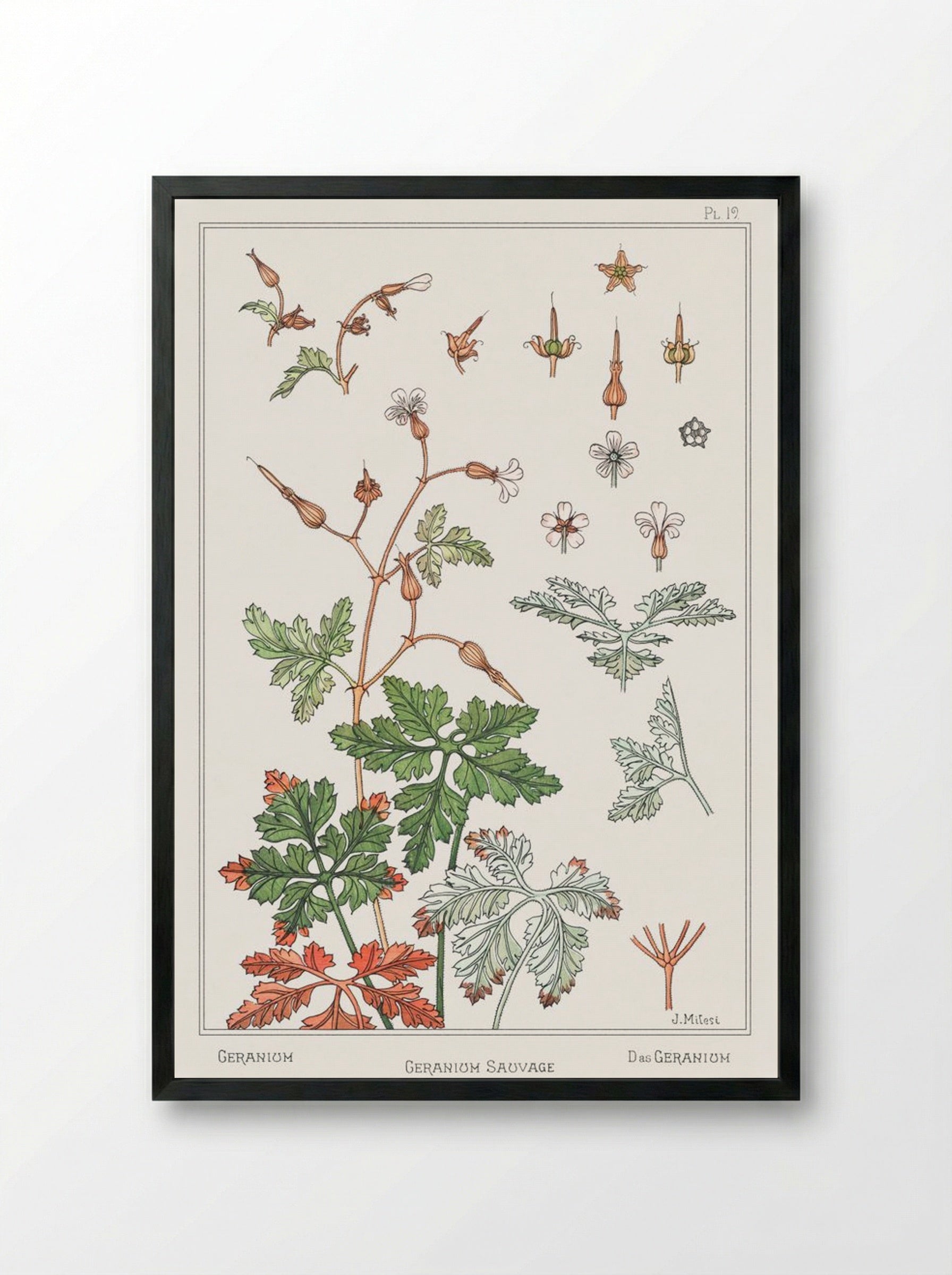 Geranium sauvage (Geranium) - Maurice Pillard Verneuil - Framed Print Black