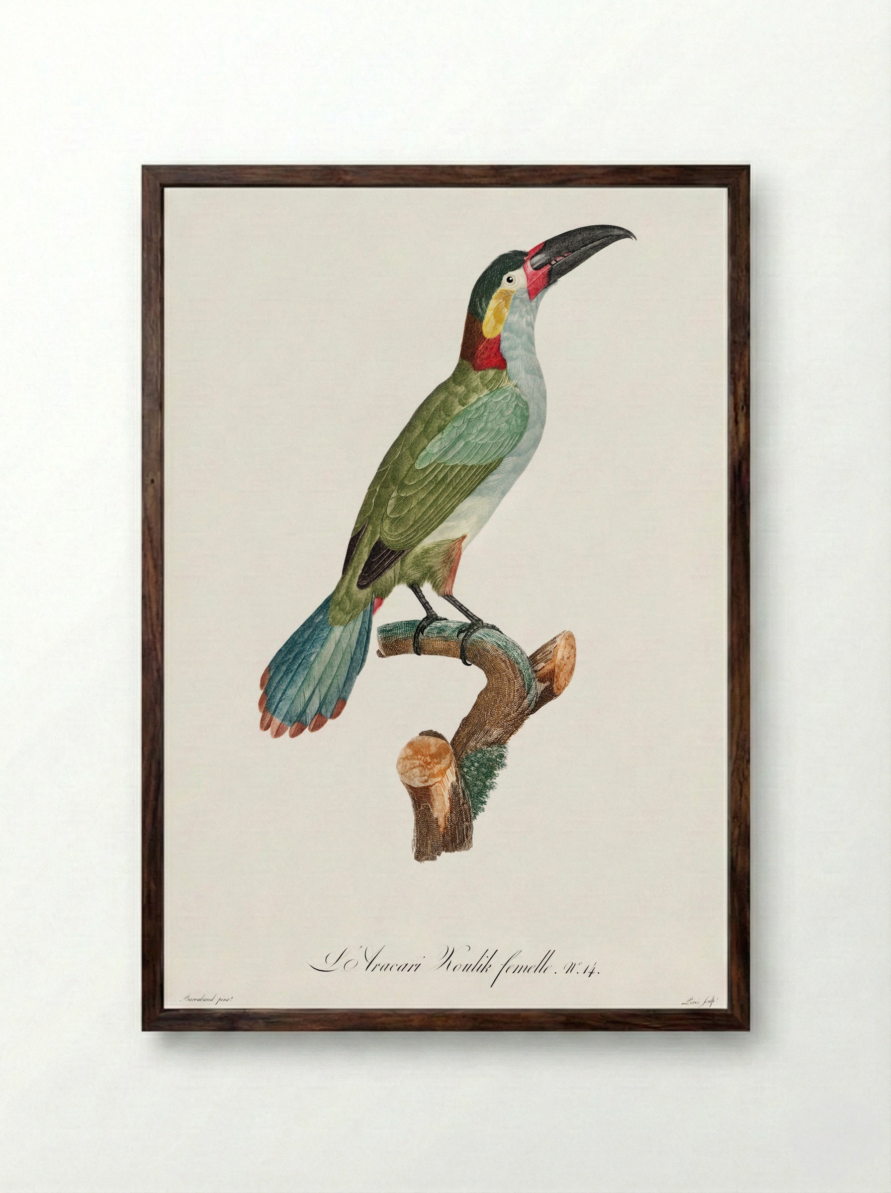 Black-necked Aracari - Jacques Barraband - Framed Print Dark Wood