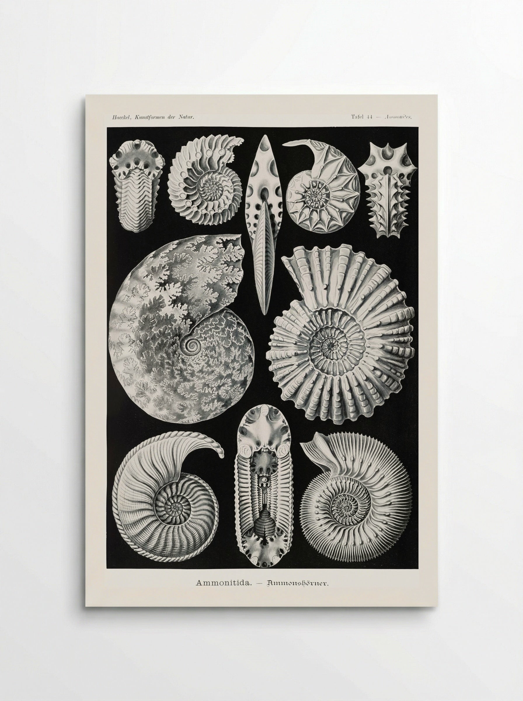 Ammonitida-Ammonshörner (1904) - Ernst Haeckel - Poster
