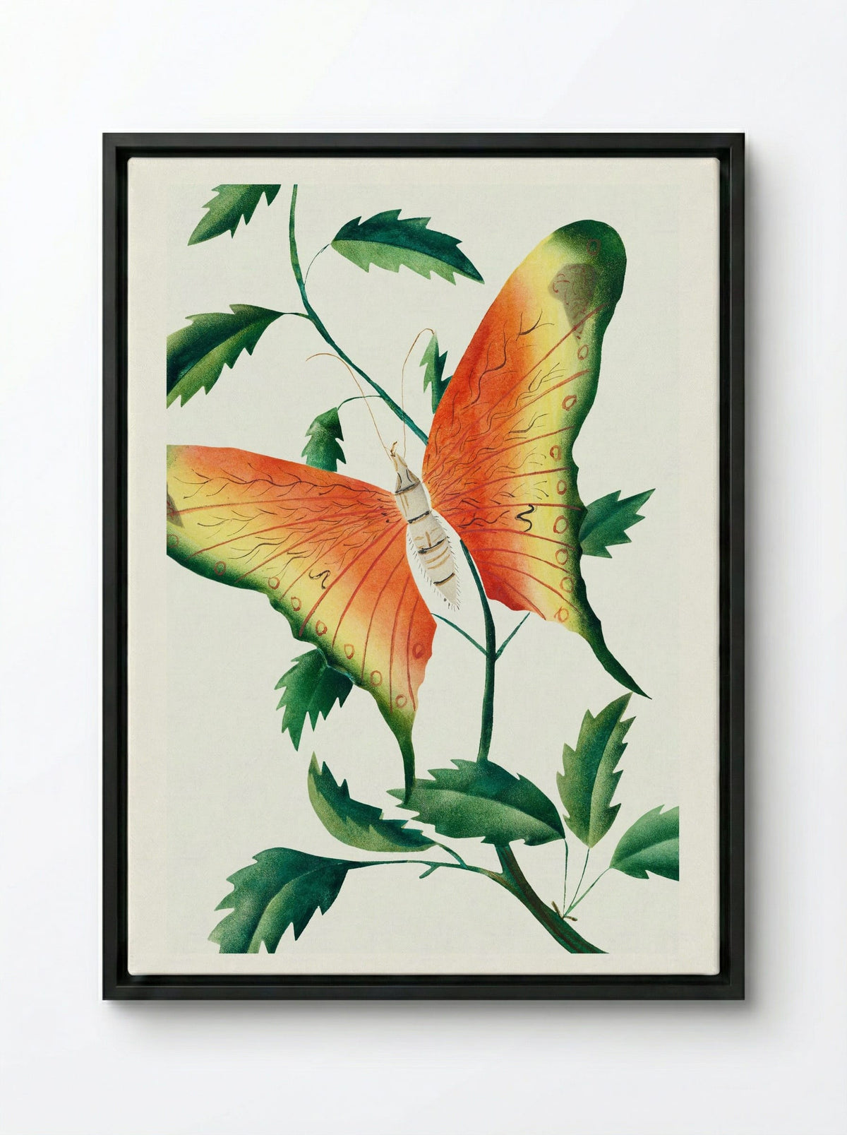 Rose Bush and Butterfly - Mary Altha Nims - Framed Canvas Black