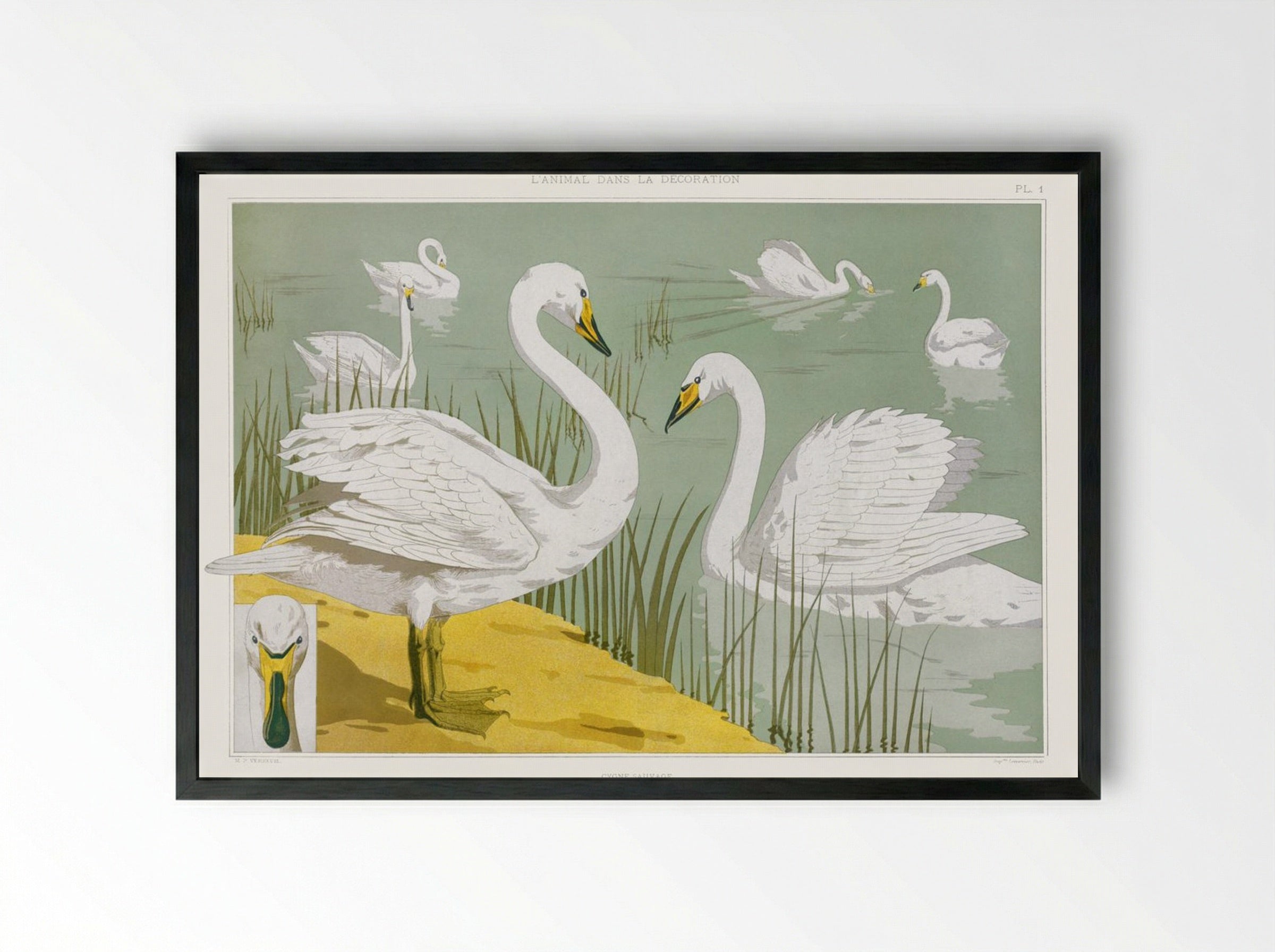 Cygne Sauvage (Wild Swan) from L'animal dans la décoration - Maurice Pillard Verneuil - Framed Print Black