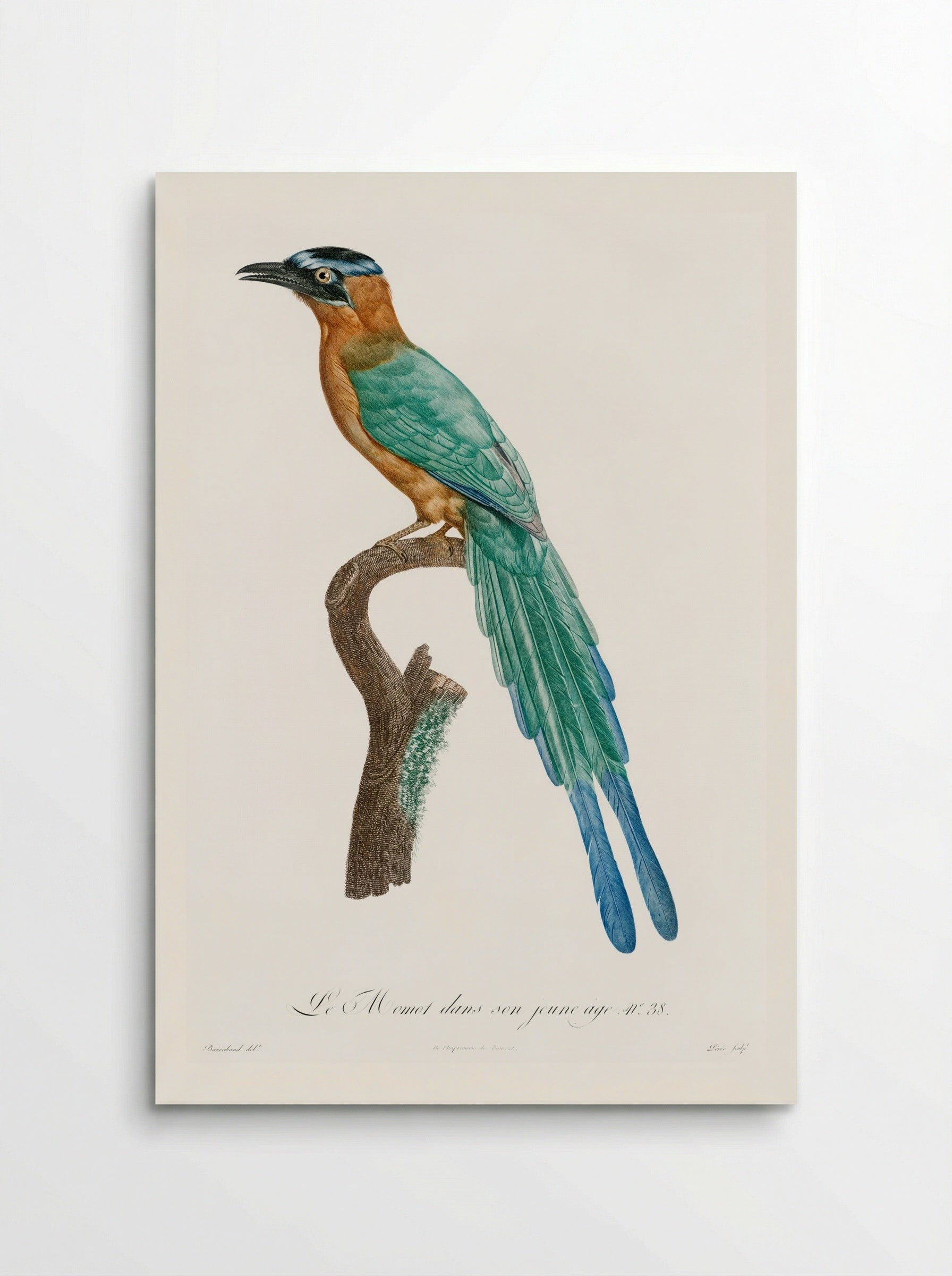 Young Motmot - Jacques Barraband - Poster