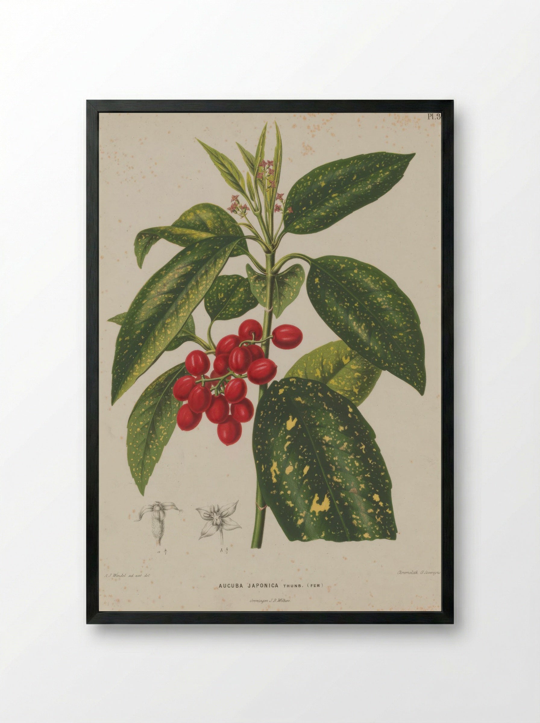 Aucuba Japonica Thunb. - A. J. Wendel - Framed Print Black
