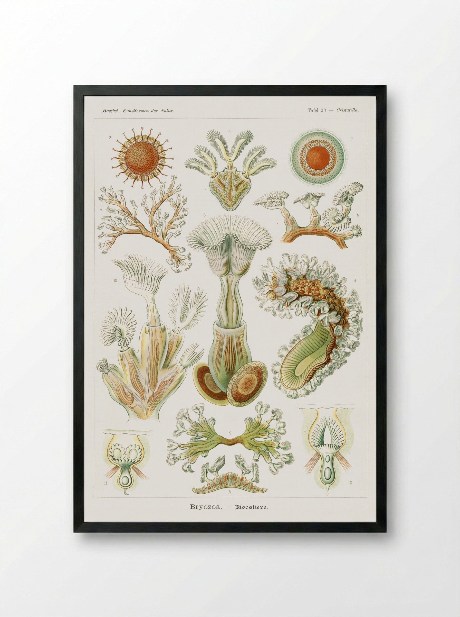 Bryozoa-Moostiere (1904) - Ernst Haeckel - Framed Print Black