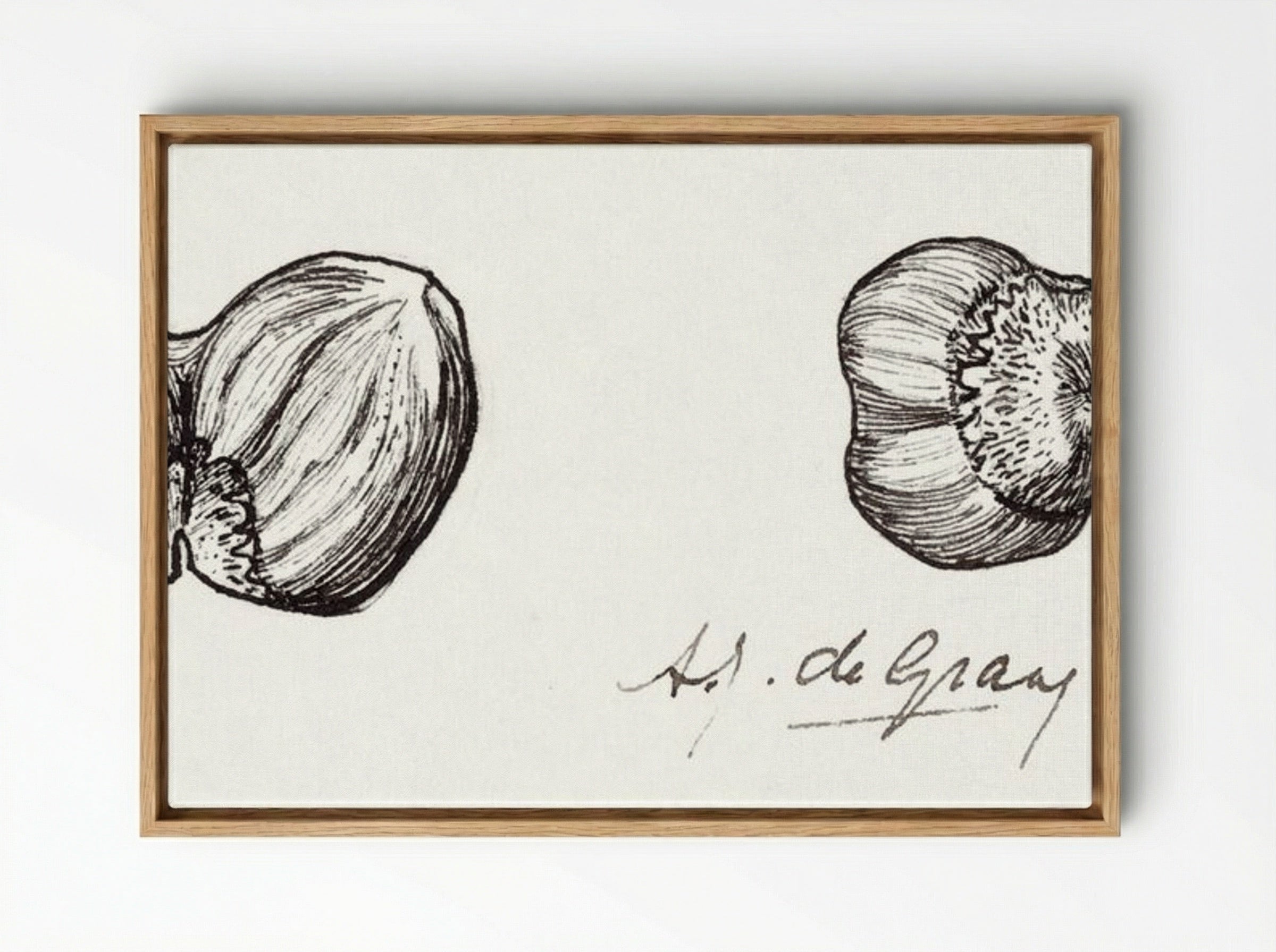 Study of Two Hazelnuts - Julie de Graag - Framed Canvas Wood