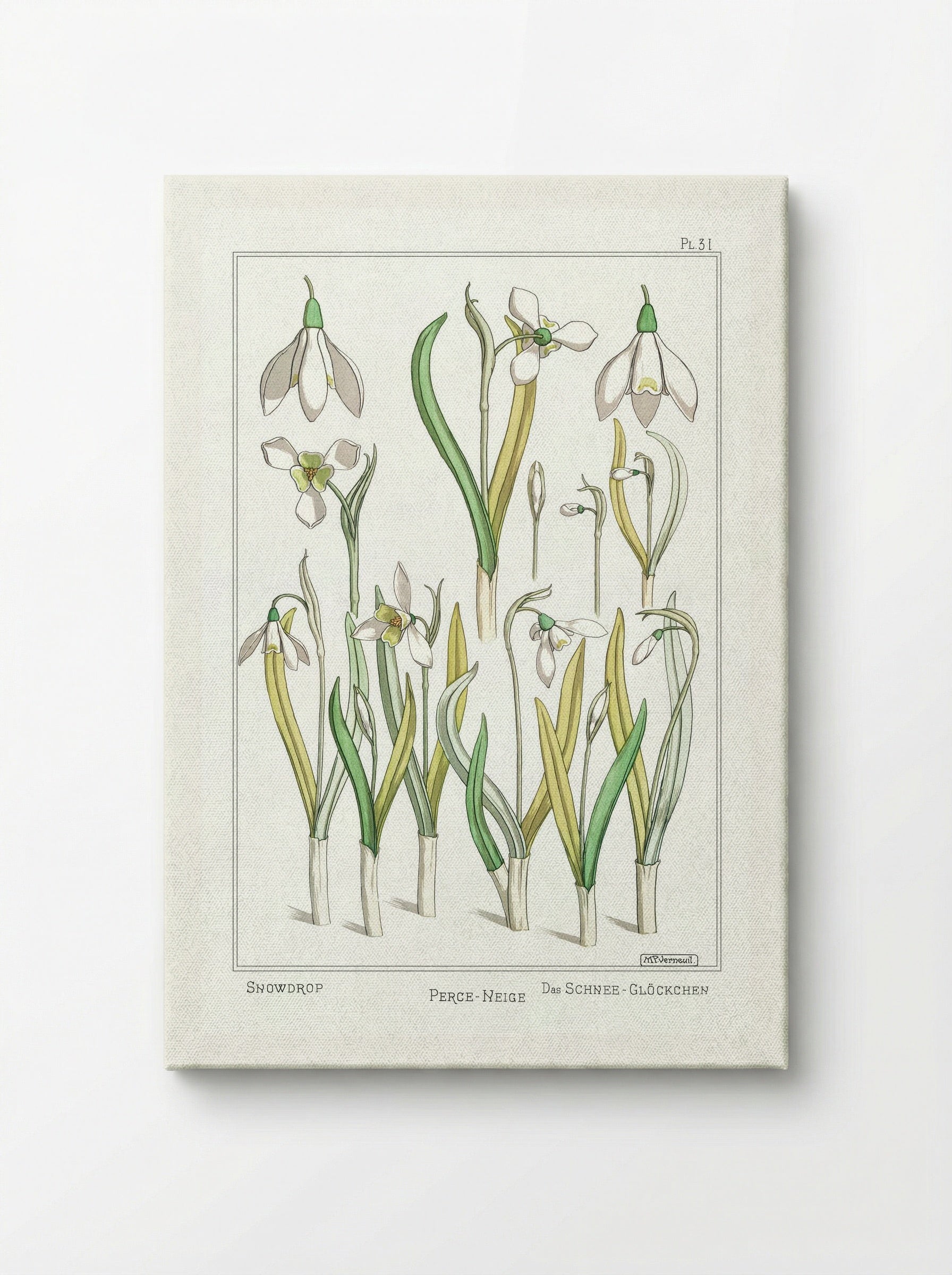 Perce-Neige (Snowdrops) - Maurice Pillard Verneuil - Canvas