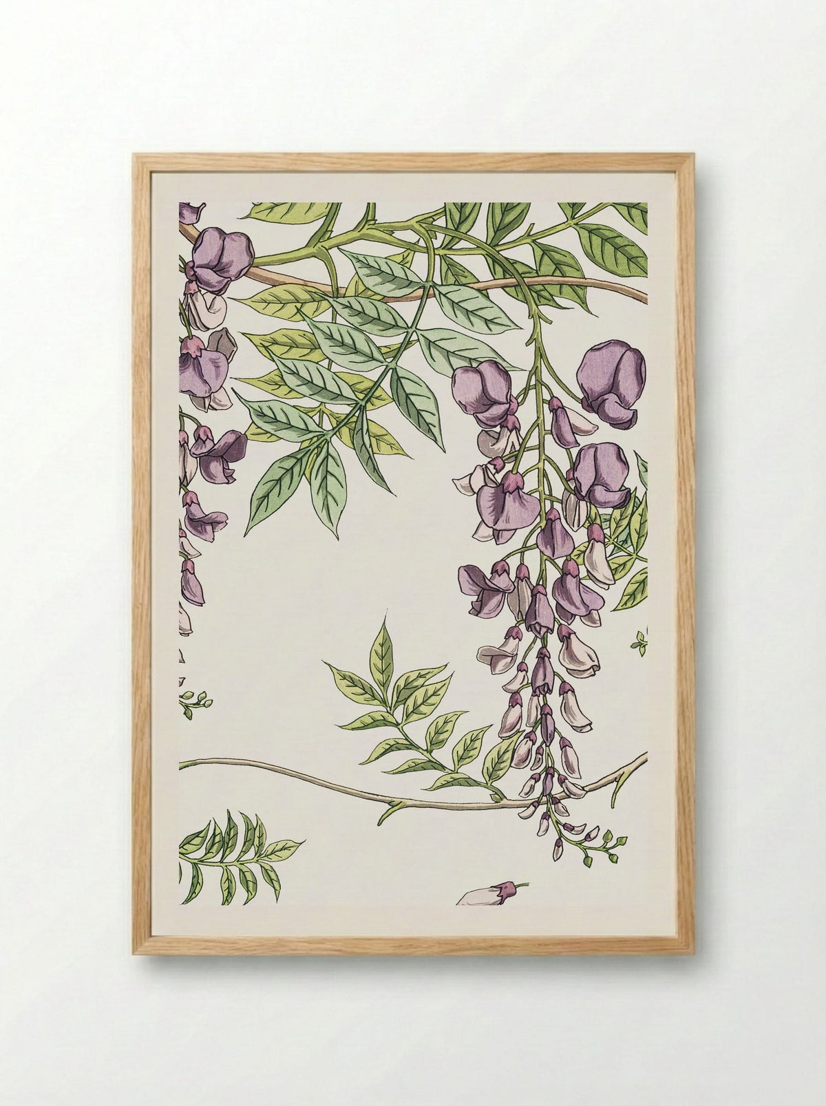 Glycine, Wisteria - Maurice Pillard Verneuil - Framed Print Wood