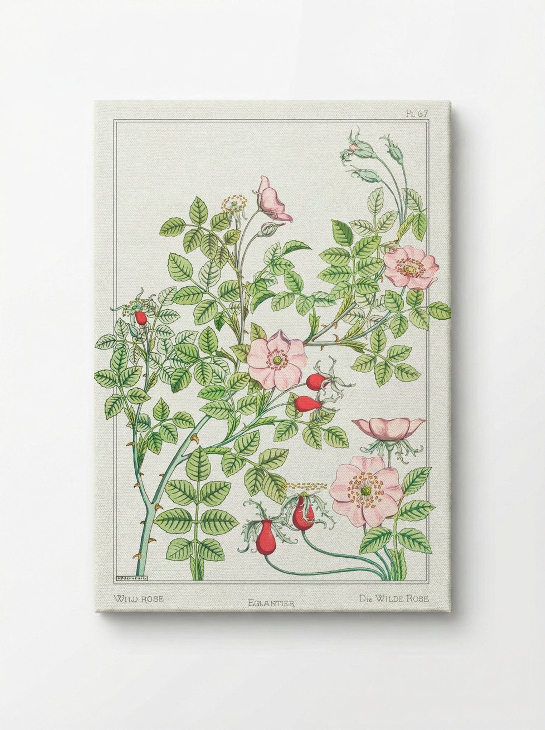 Eglantier (Wild Rose) from La Plante et ses Applications ornementales - Maurice Pillard Verneuil - Canvas