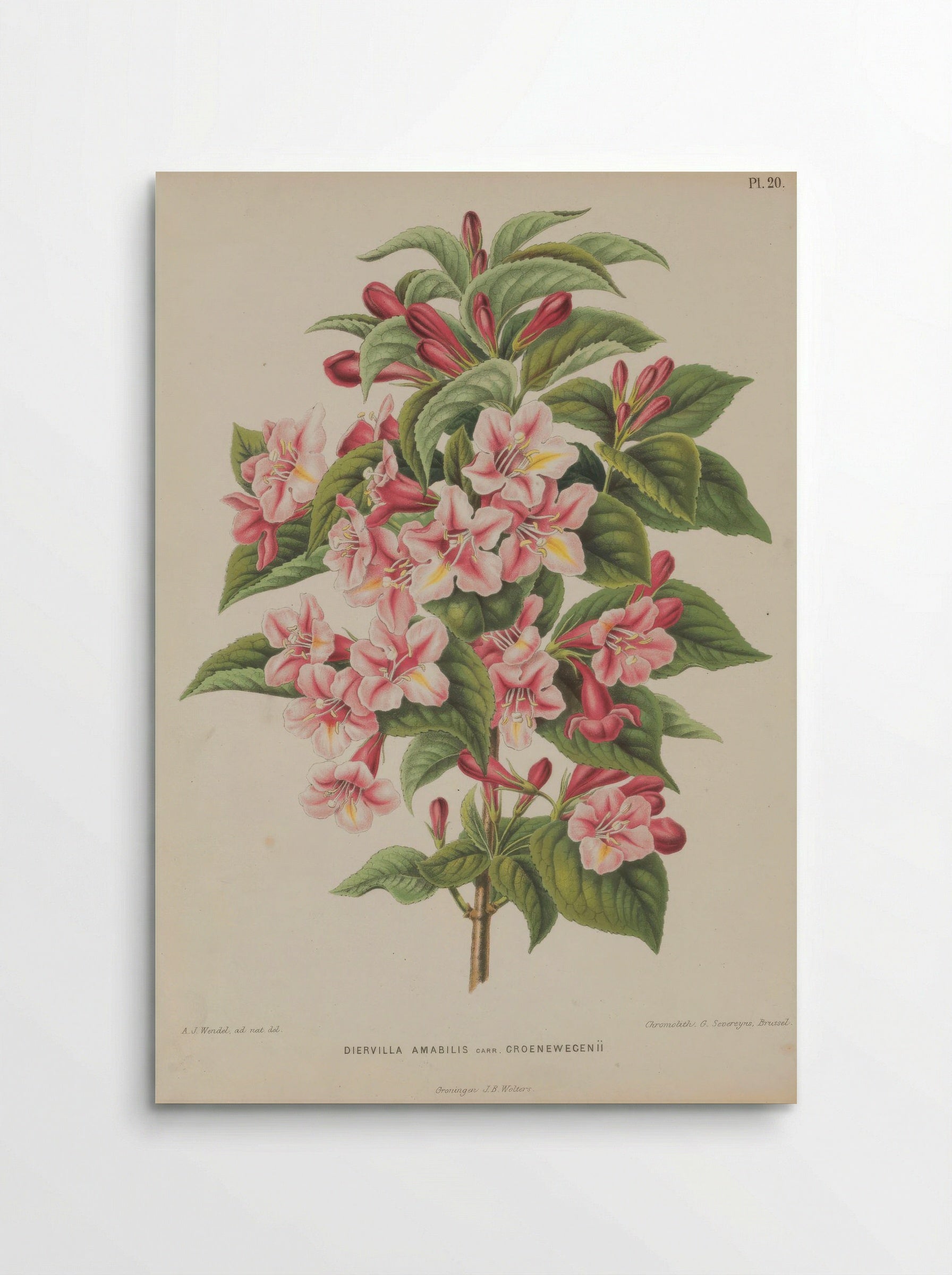 Diervilla Amabilis Carri Re - A. J. Wendel - Poster