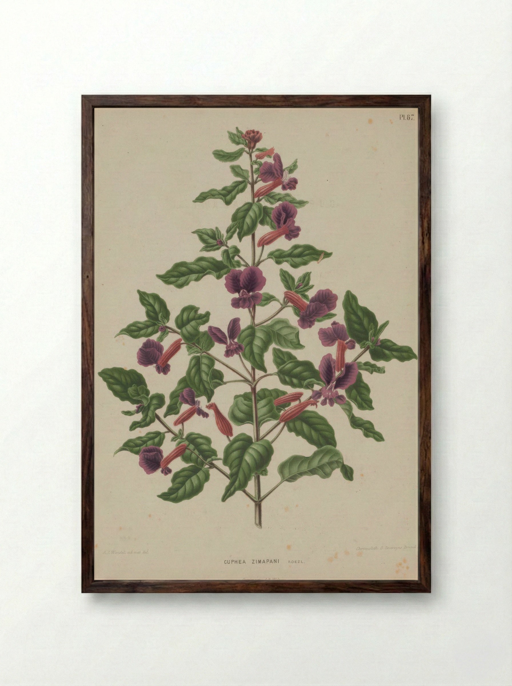 Cuphea Lanceolata Dryand. - A. J. Wendel - Framed Print Dark Wood