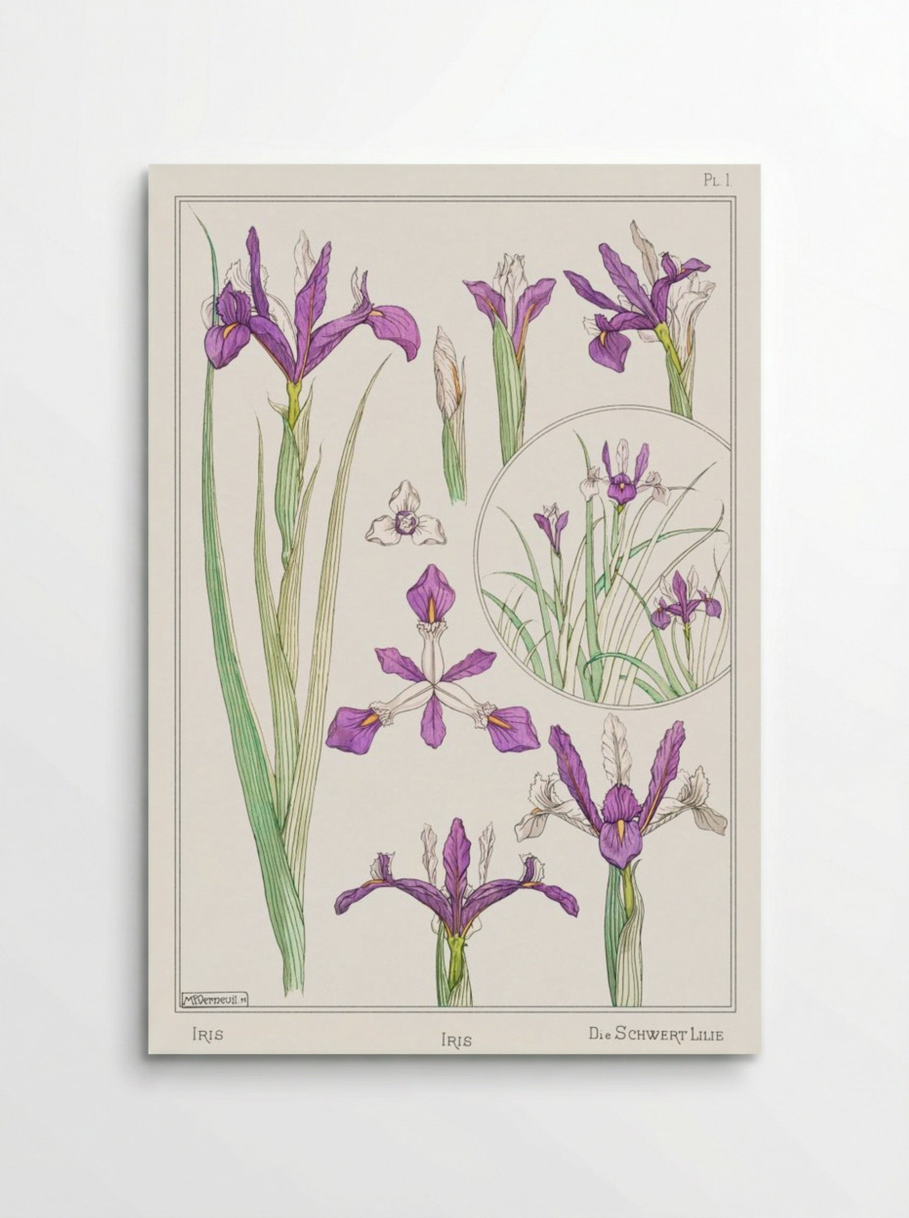Iris, from La Plante et ses Applications ornementales - Maurice Pillard Verneuil - Poster