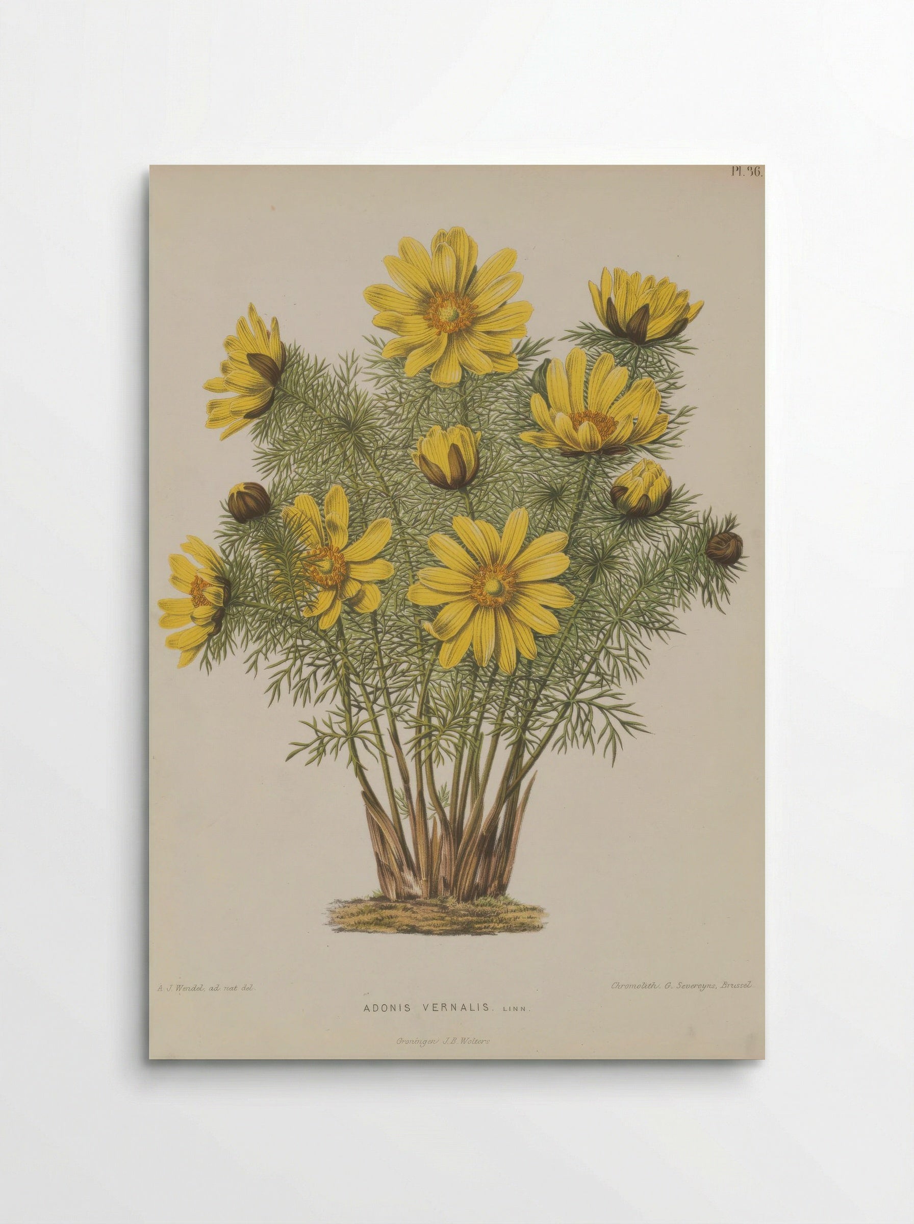 Adonis Vernalis L. - A. J. Wendel - Poster