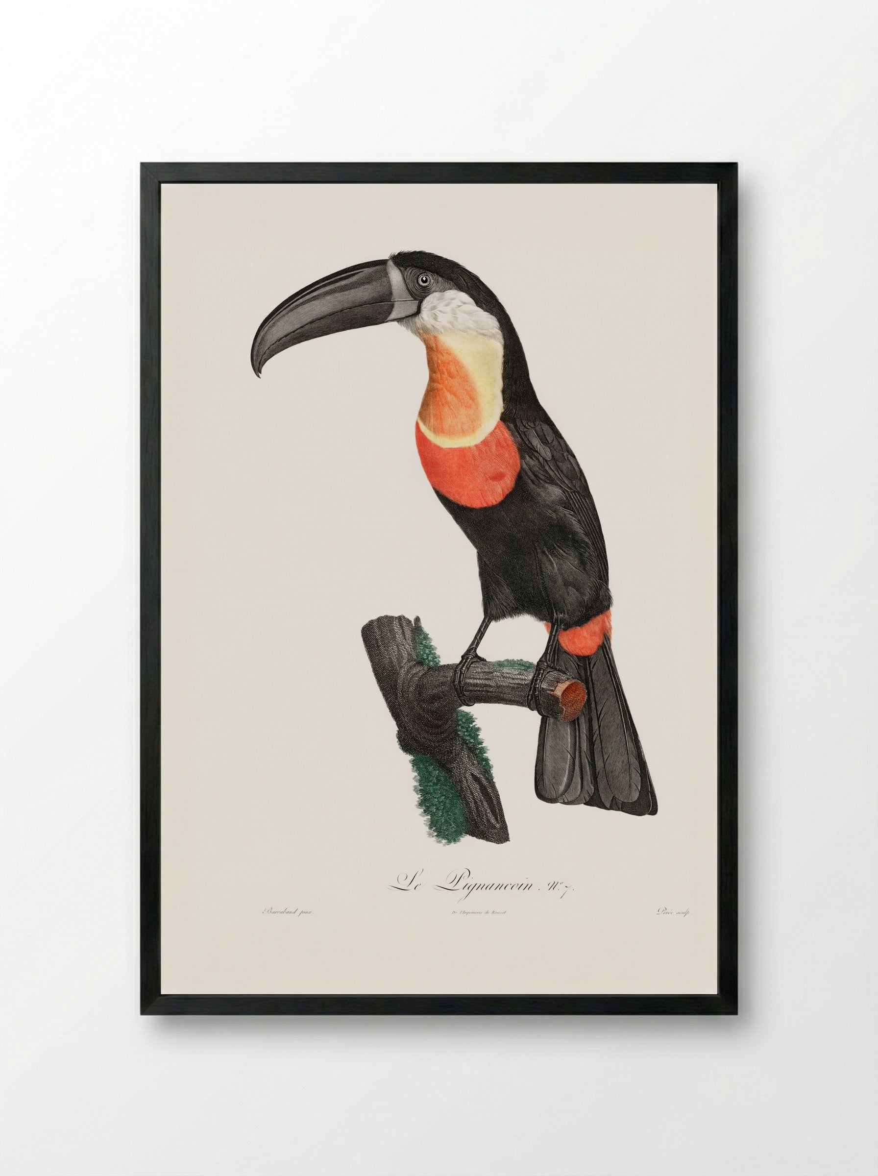 Green-billed Toucan - Jacques Barraband - Framed Print Black