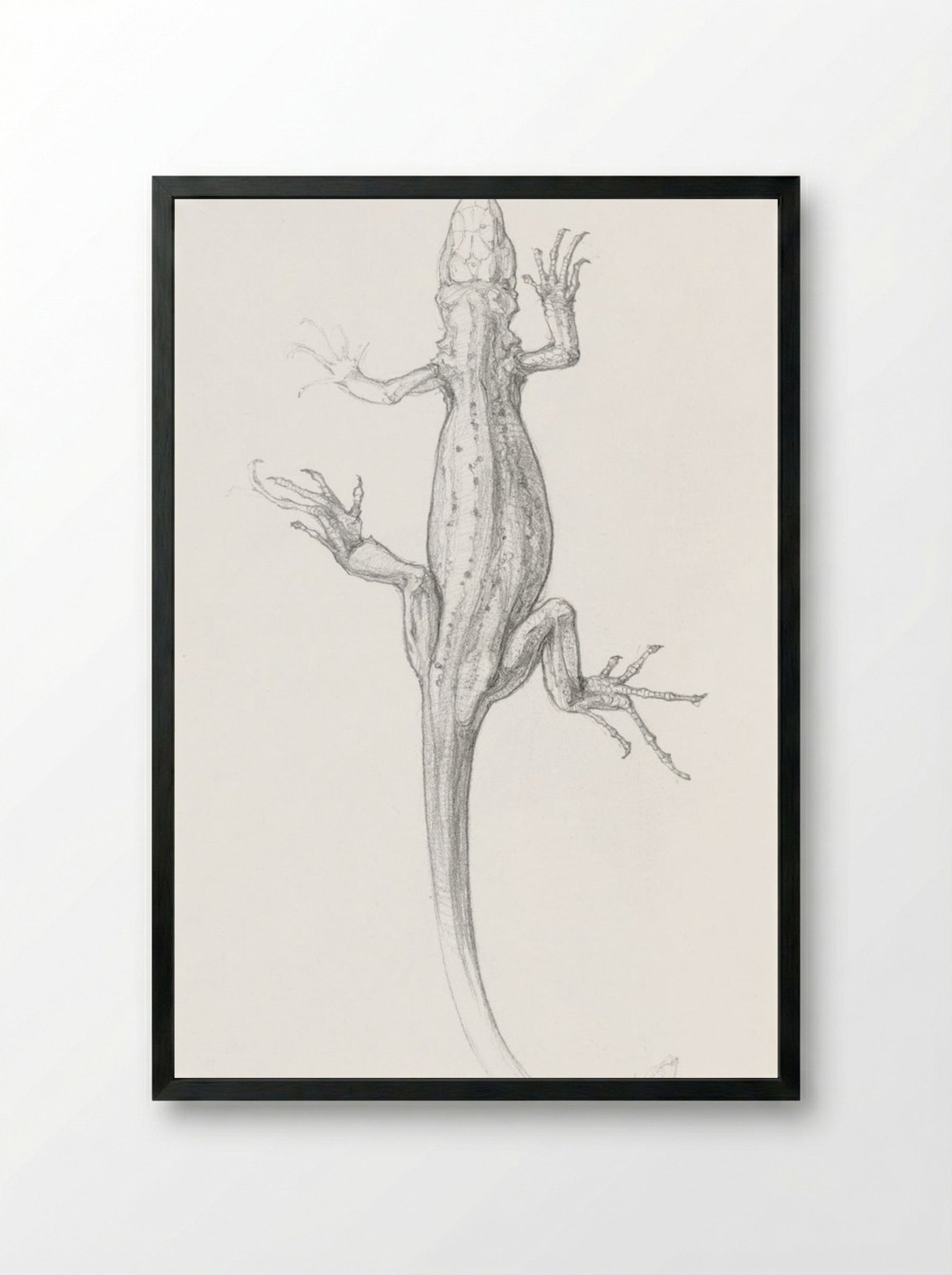 Sketch of a Lizard - Julie de Graag - Framed Print Black