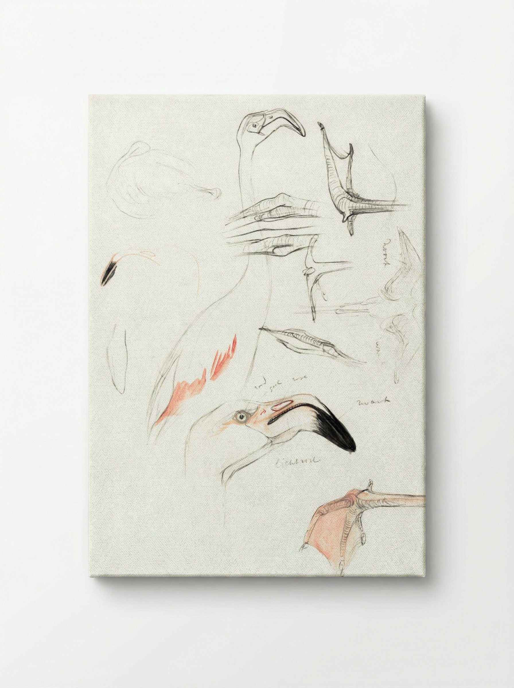 Studies of a Flamingo - Theo van Hoytema - Canvas