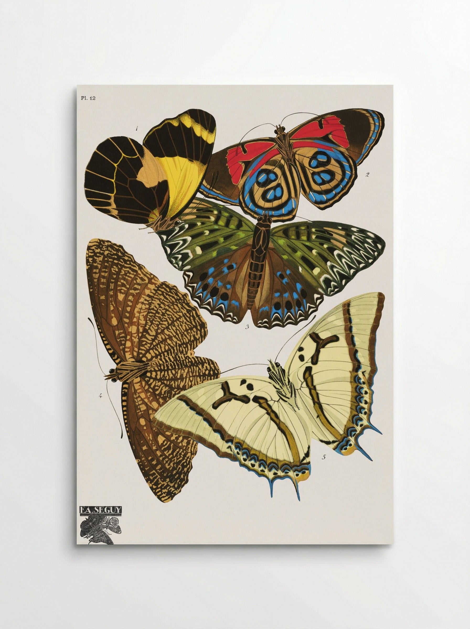 Séguy's Vintage Butterflies, Plate 12 - Émile Allain Séguy - Poster