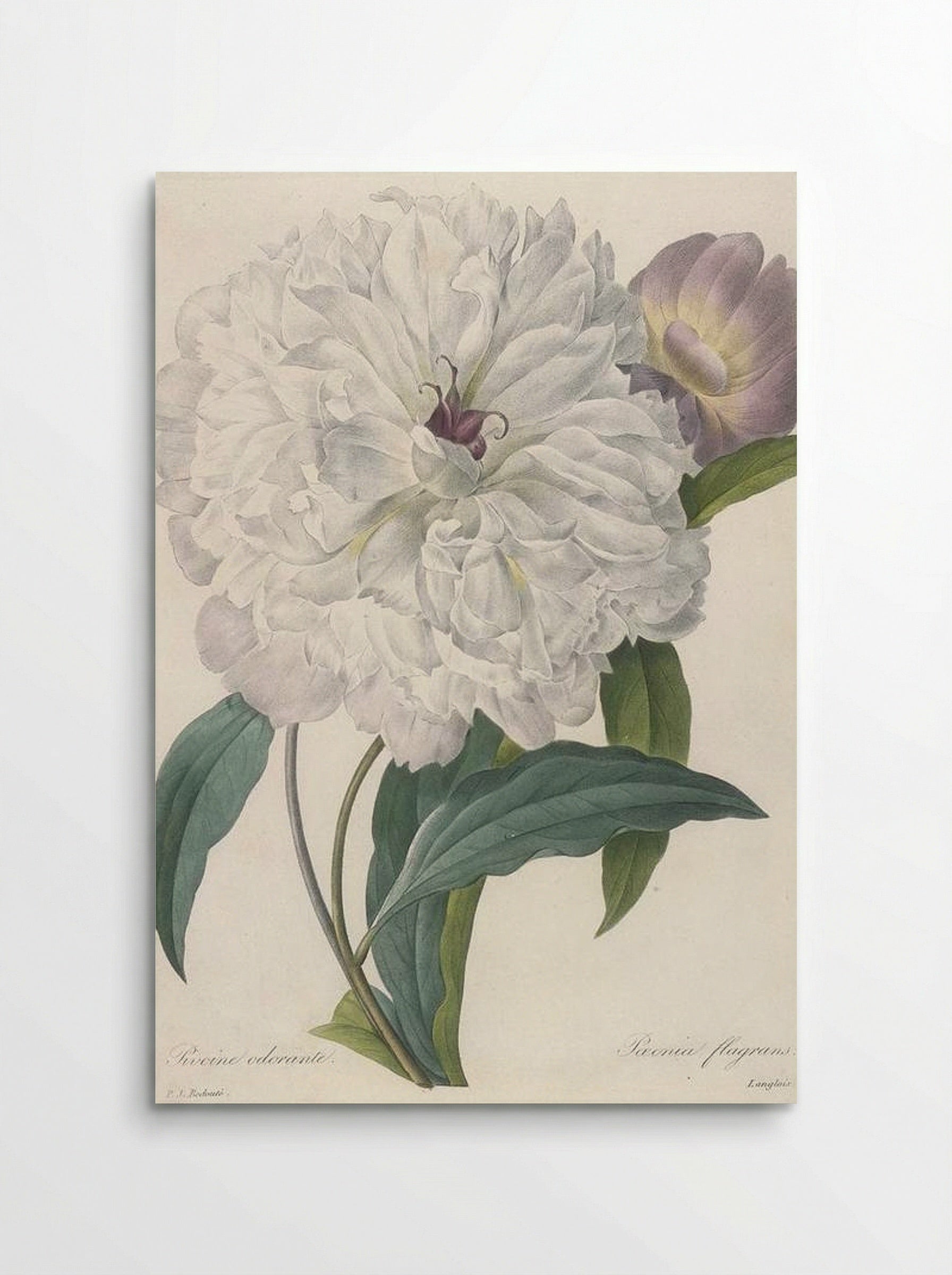 Paeonia Flagrans Peony - Pierre-Joseph Redouté - Poster