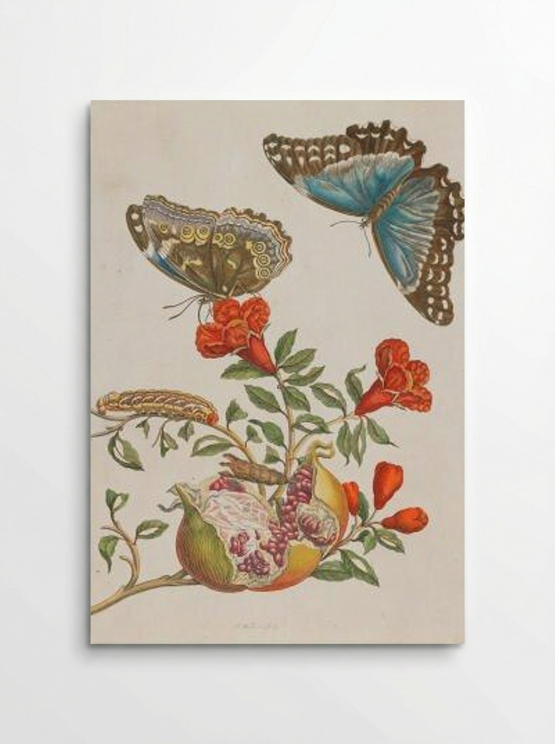 Granatapfel (Pomegranate) - Maria Sibylla Merian - Poster