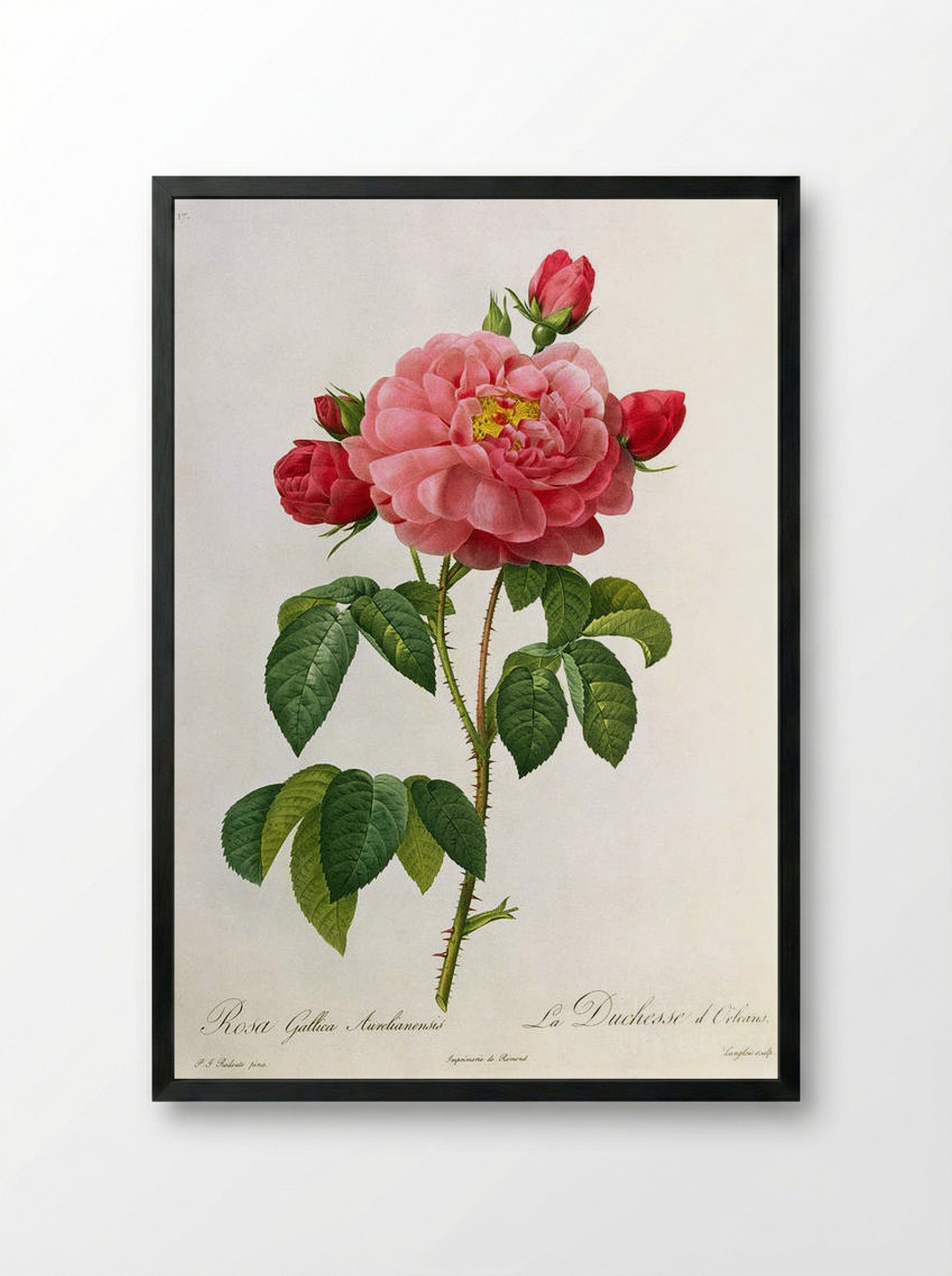 Rosa Gallica Aurelianensis - Pierre-Joseph Redouté - Framed Print Black