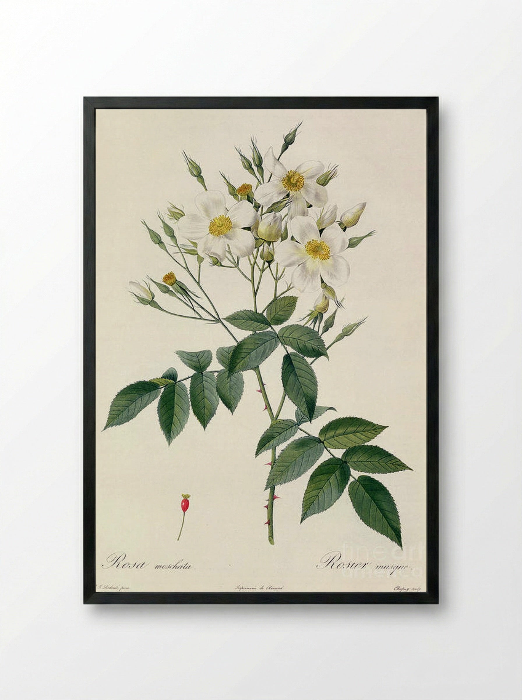 Musk - Pierre-Joseph Redouté - Framed Print Black