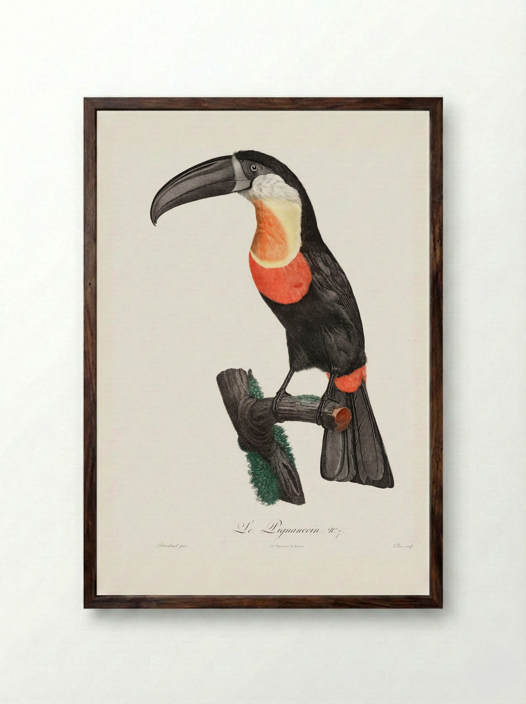 Green-billed Toucan - Jacques Barraband - Framed Print Dark Wood