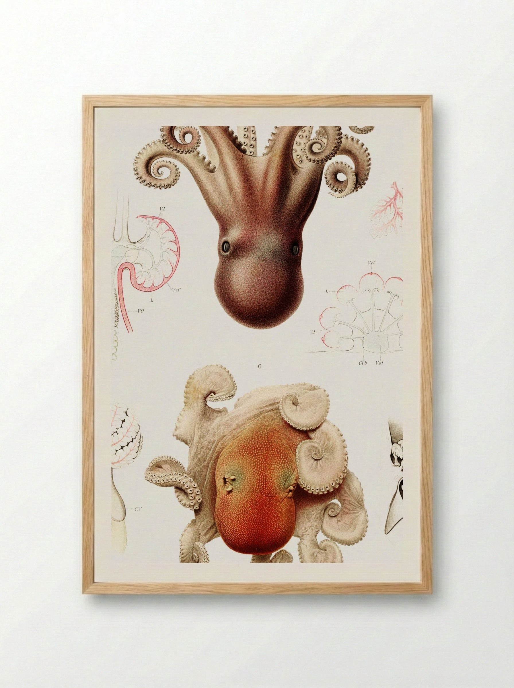 Squid Illustration - Albert I of Monaco - Framed Print Wood