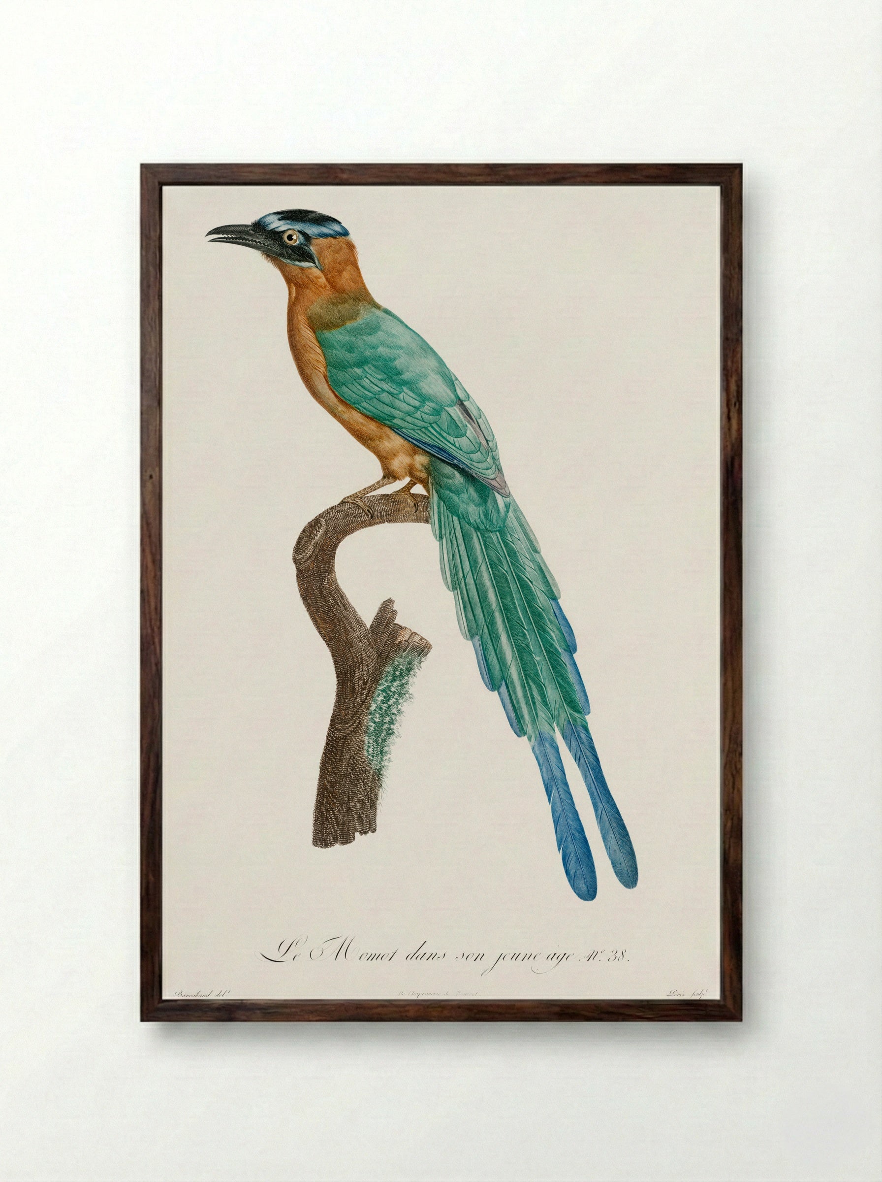Young Motmot - Jacques Barraband - Framed Print Dark Wood