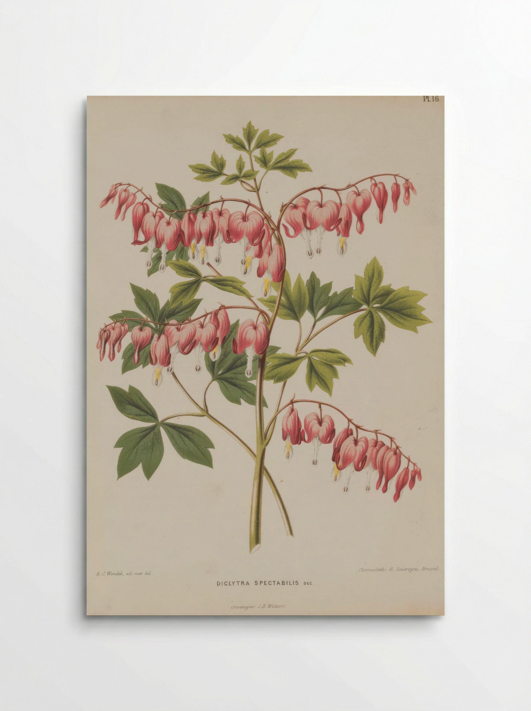Fumaria spectabilis – A.J. Wendel - Poster